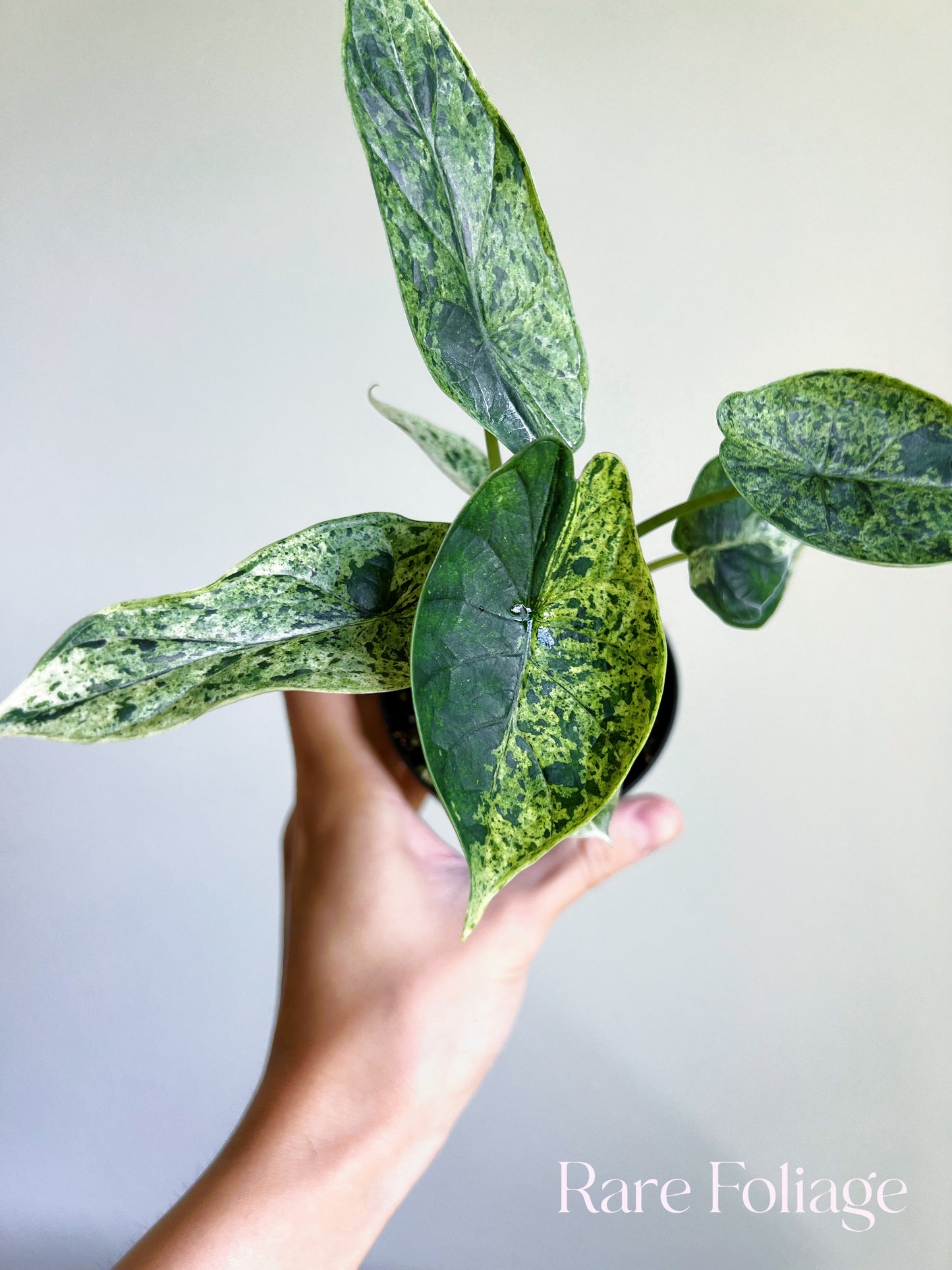 Alocasia Dragon Scale Mint 3”