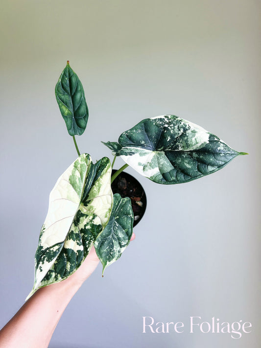 Alocasia Dragon Scale Albo 4" High Variegation