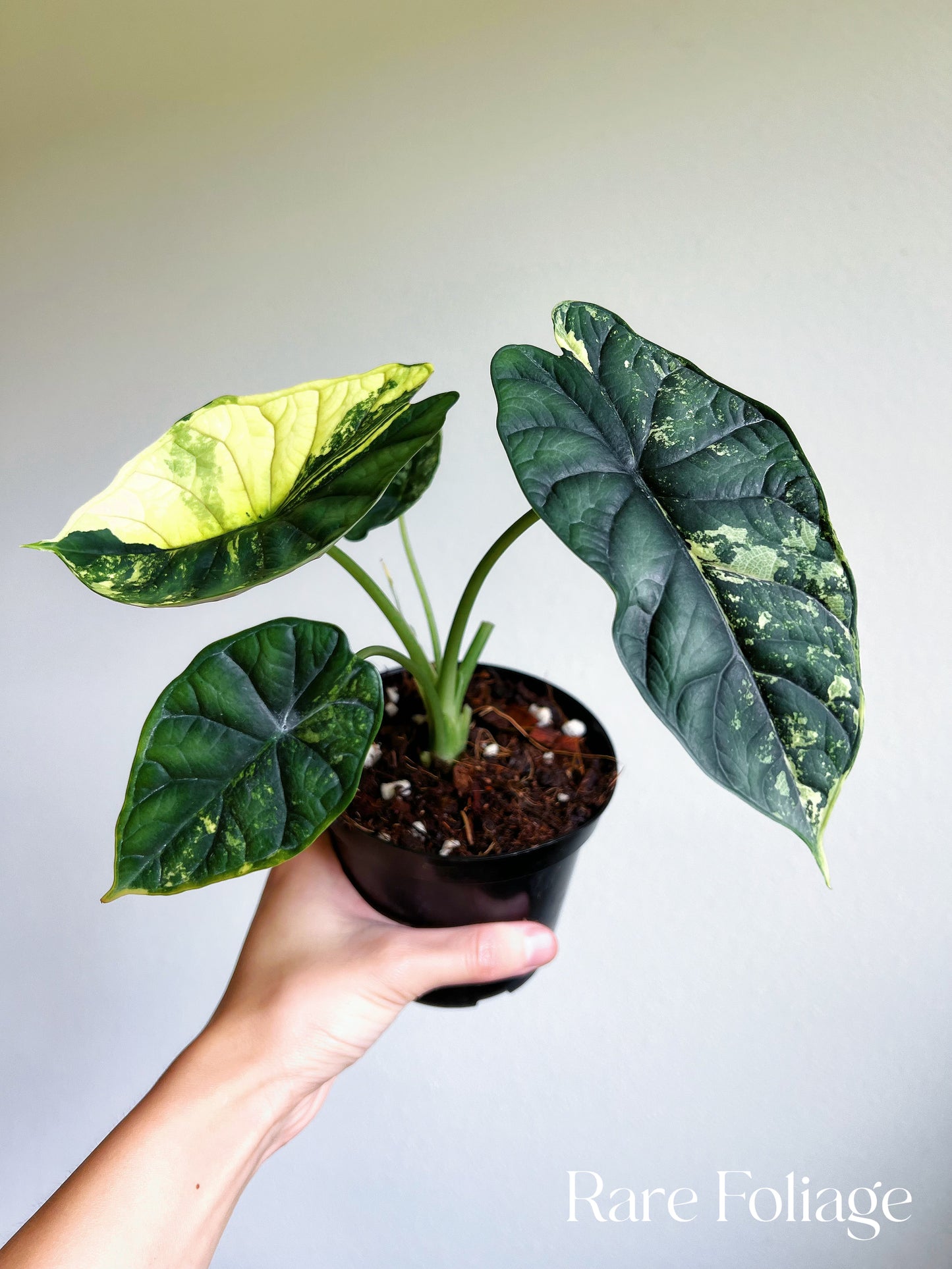 Alocasia Dragon Scale Variegated 4” Low Variegation