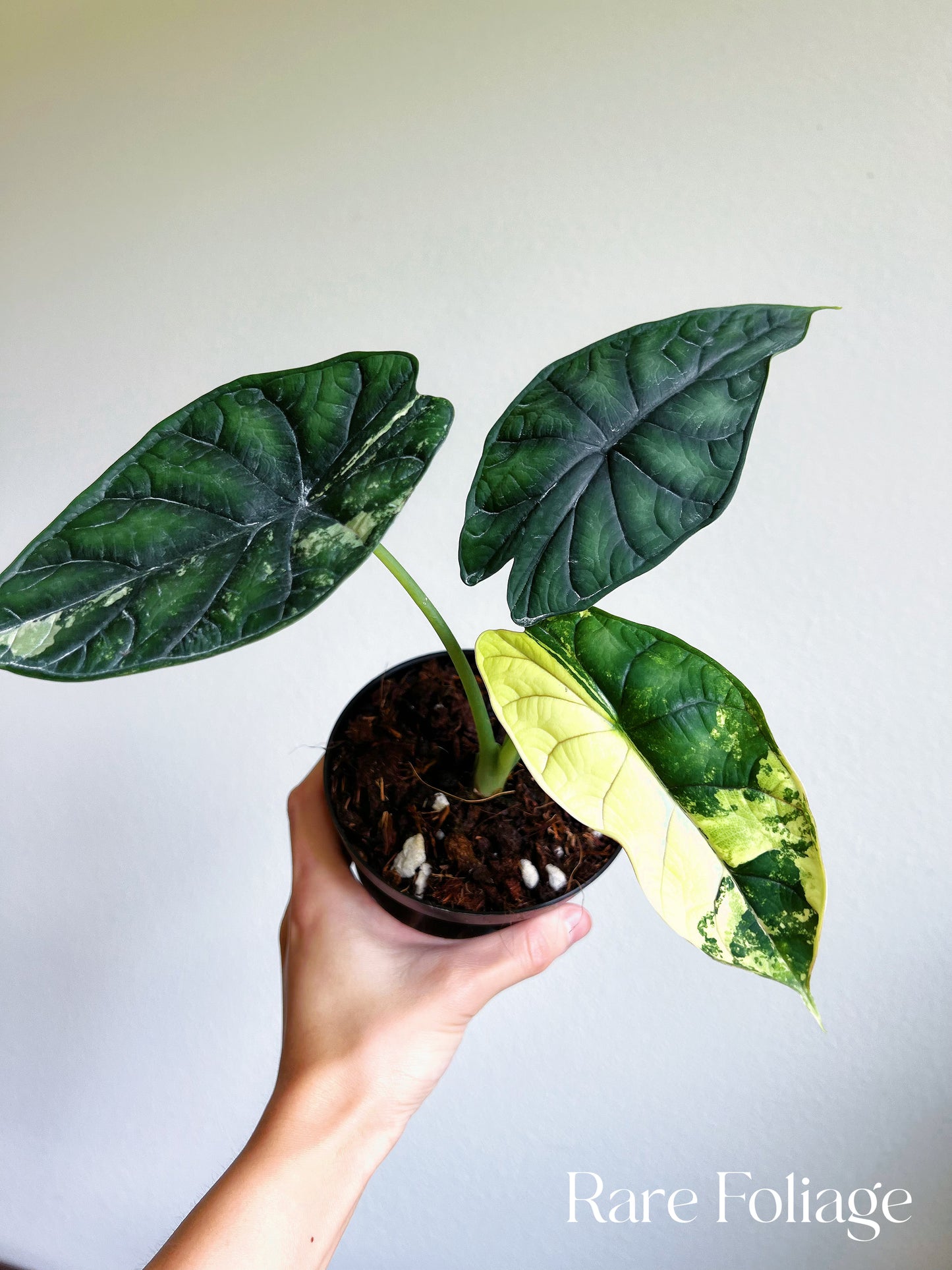 Alocasia Dragon Scale Variegated 4” Low Variegation