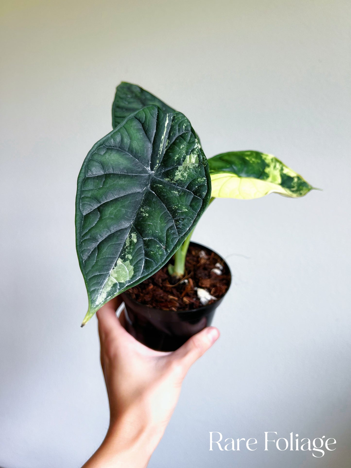 Alocasia Dragon Scale Variegated 4” Low Variegation