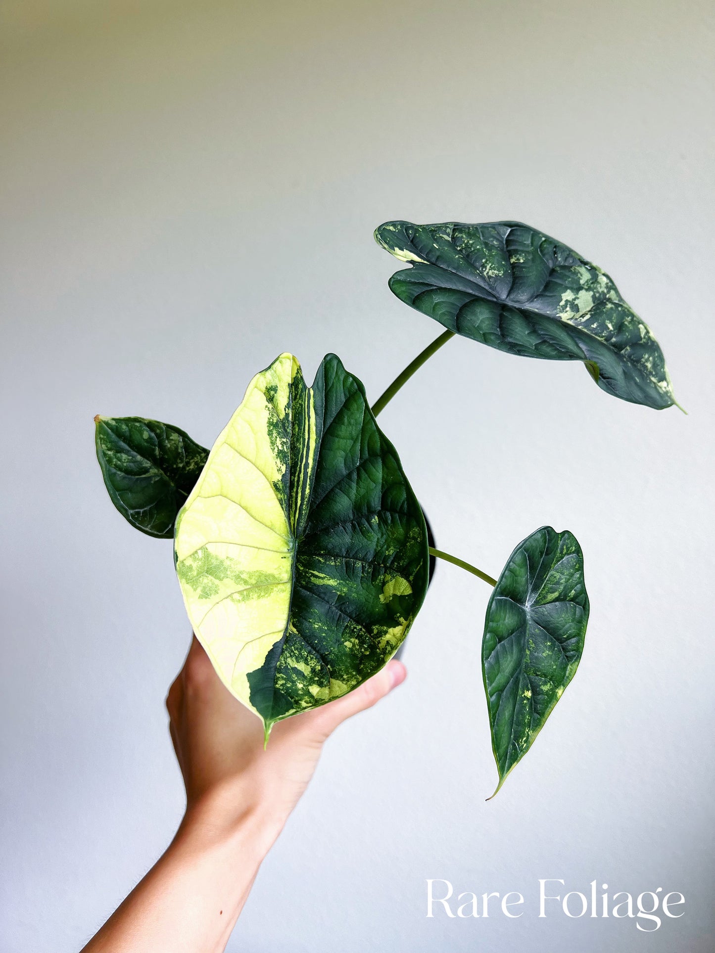 Alocasia Dragon Scale Variegated 4” Low Variegation