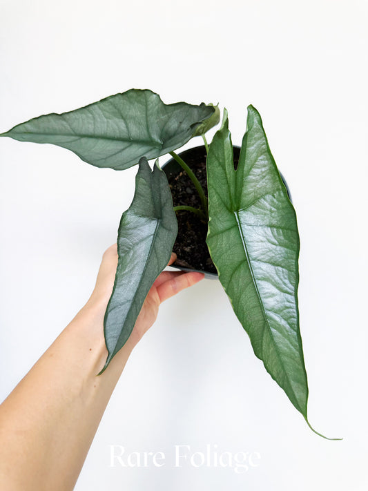 Alocasia Dragon’s Breath 6”