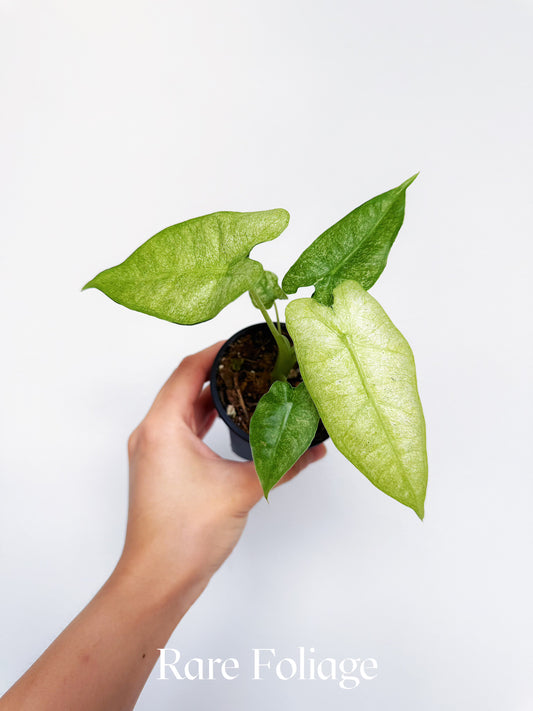 Alocasia Frydek Mosaic Variegated 3”