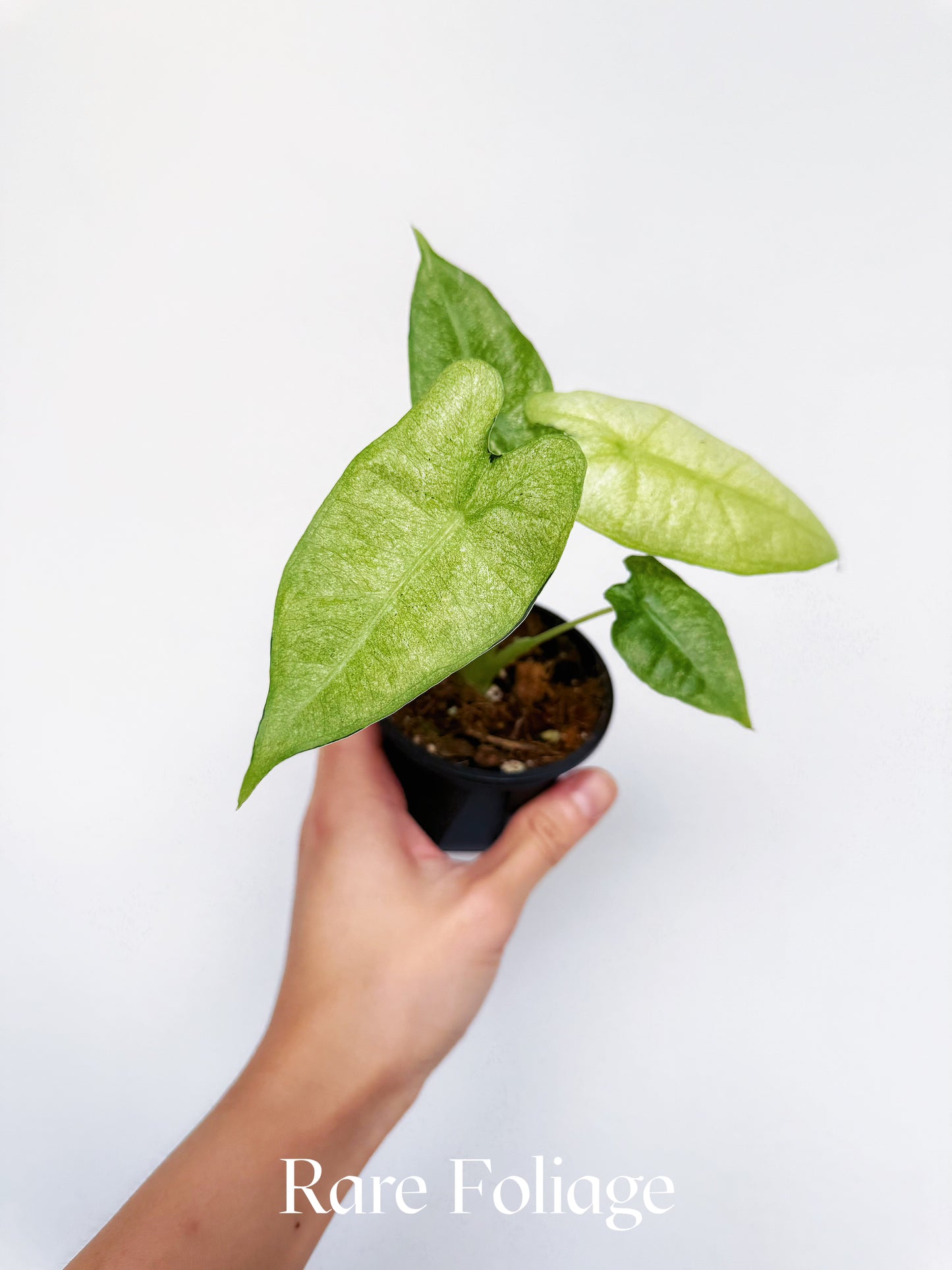 Alocasia Frydek Mosaic Variegated 3”