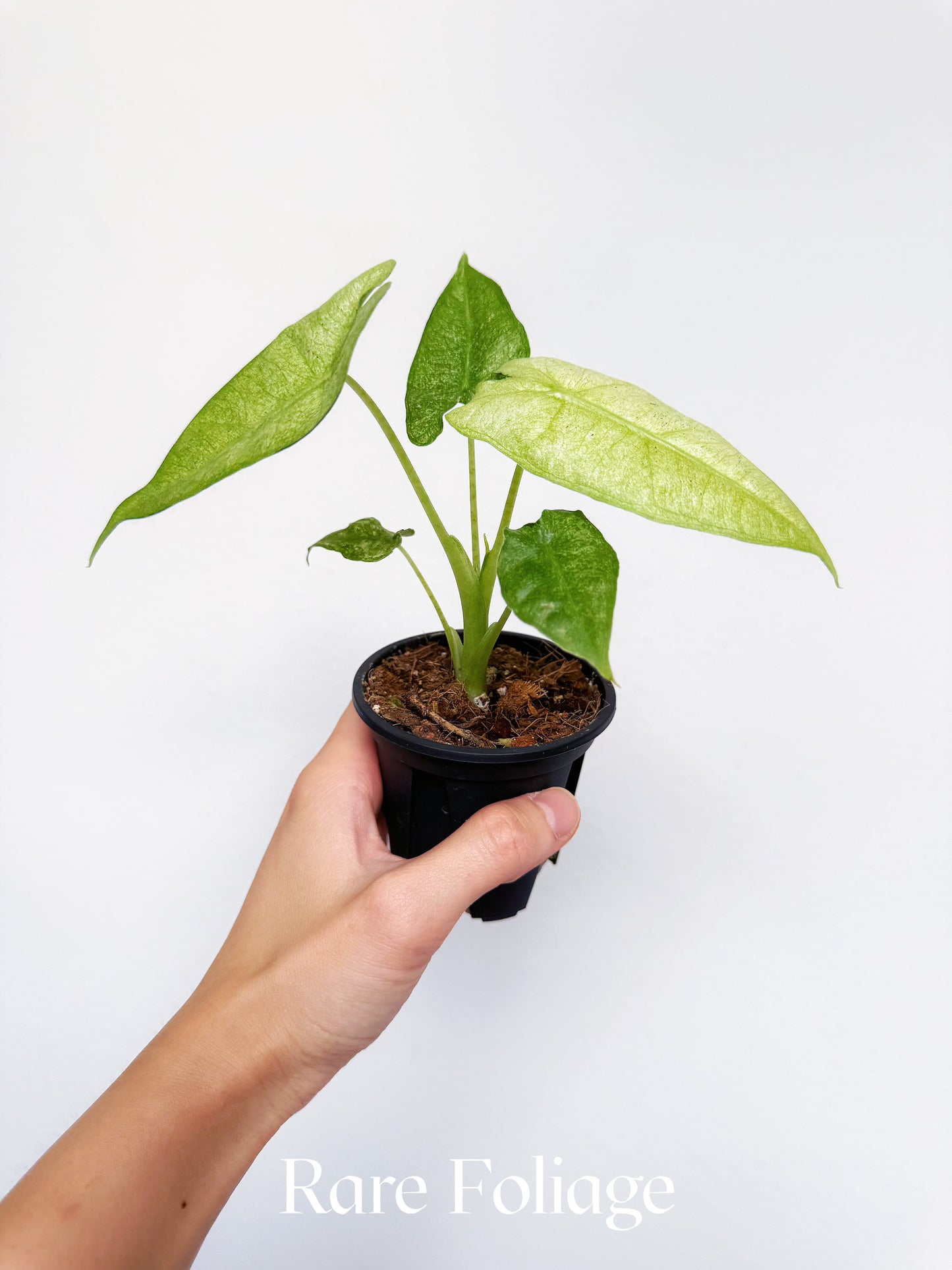 Alocasia Frydek Mosaic Variegated 3”