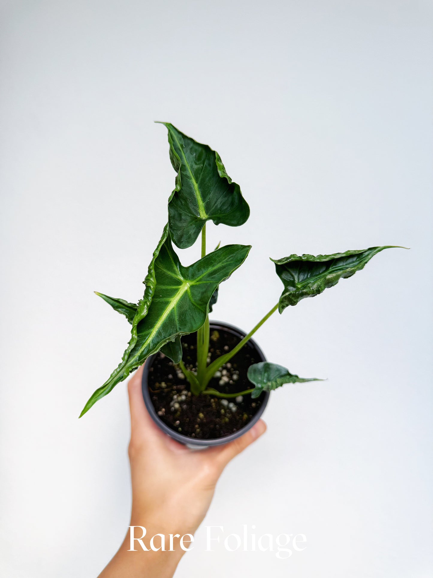 Alocasia Frydek Tattoo 4"