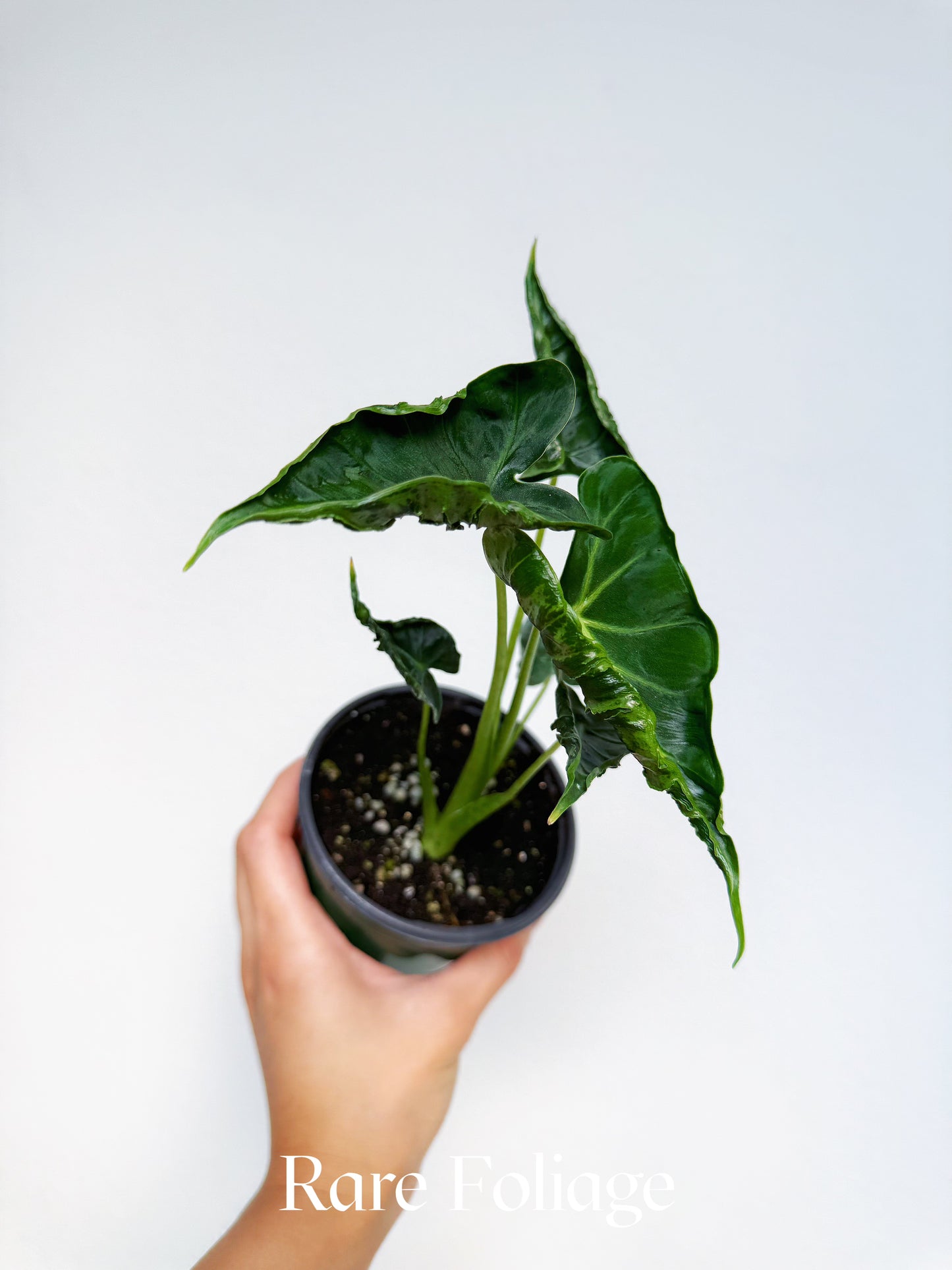 Alocasia Frydek Tattoo 4"