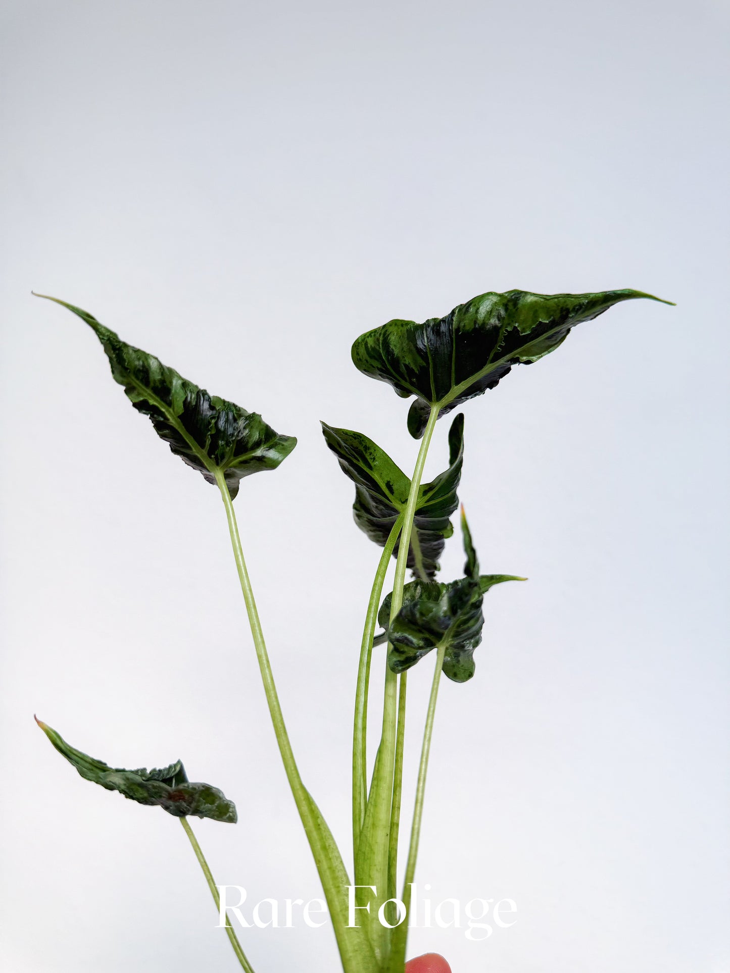 Alocasia Frydek Tattoo 4"
