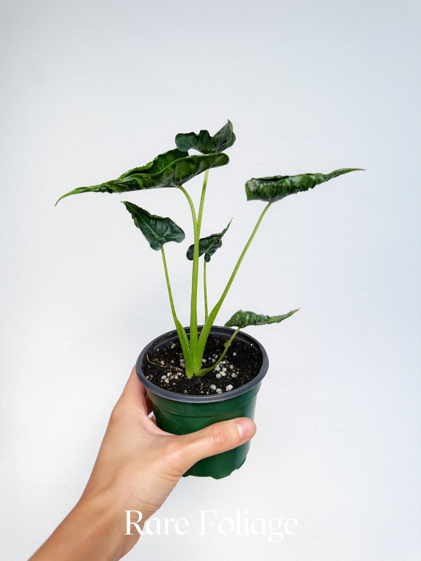 Alocasia Frydek Tattoo 4"