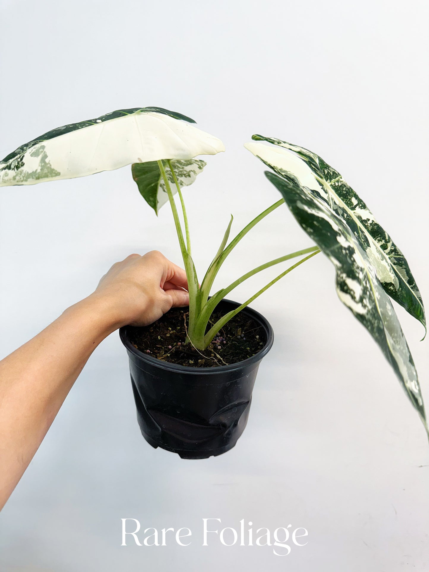 Alocasia Frydek Variegated 6"