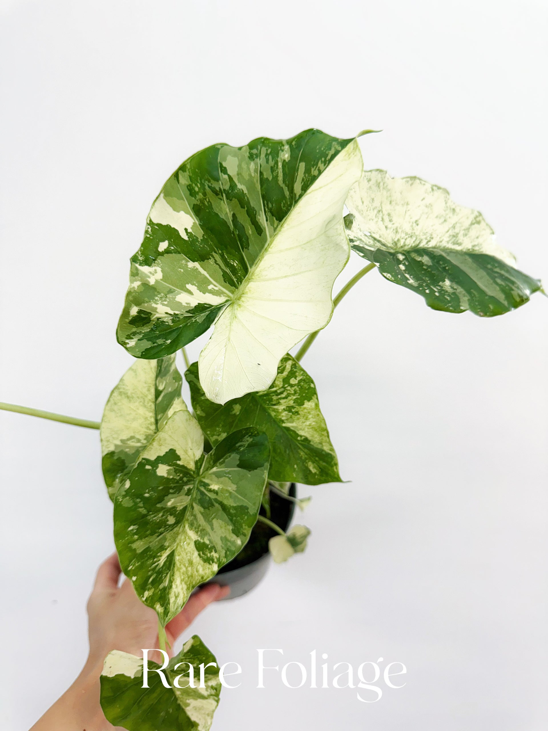 Alocasia Gageana Albo 6” Mother Plant – Rare Foliage Plant Co