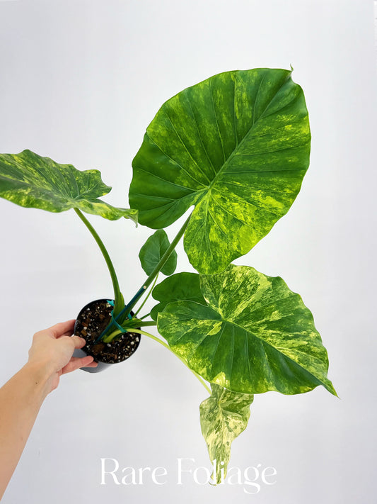 Alocasia Gageana Aurea 4"