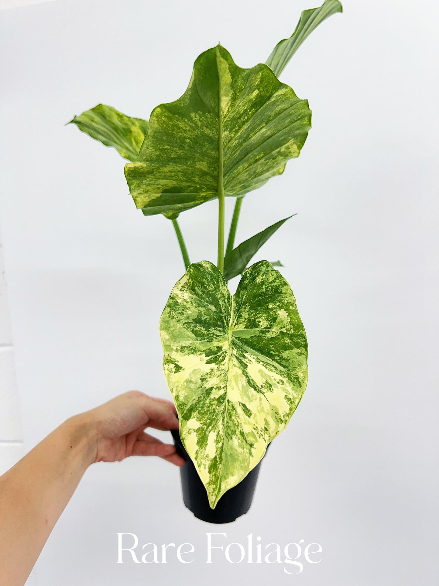 Alocasia Gageana Aurea 4"