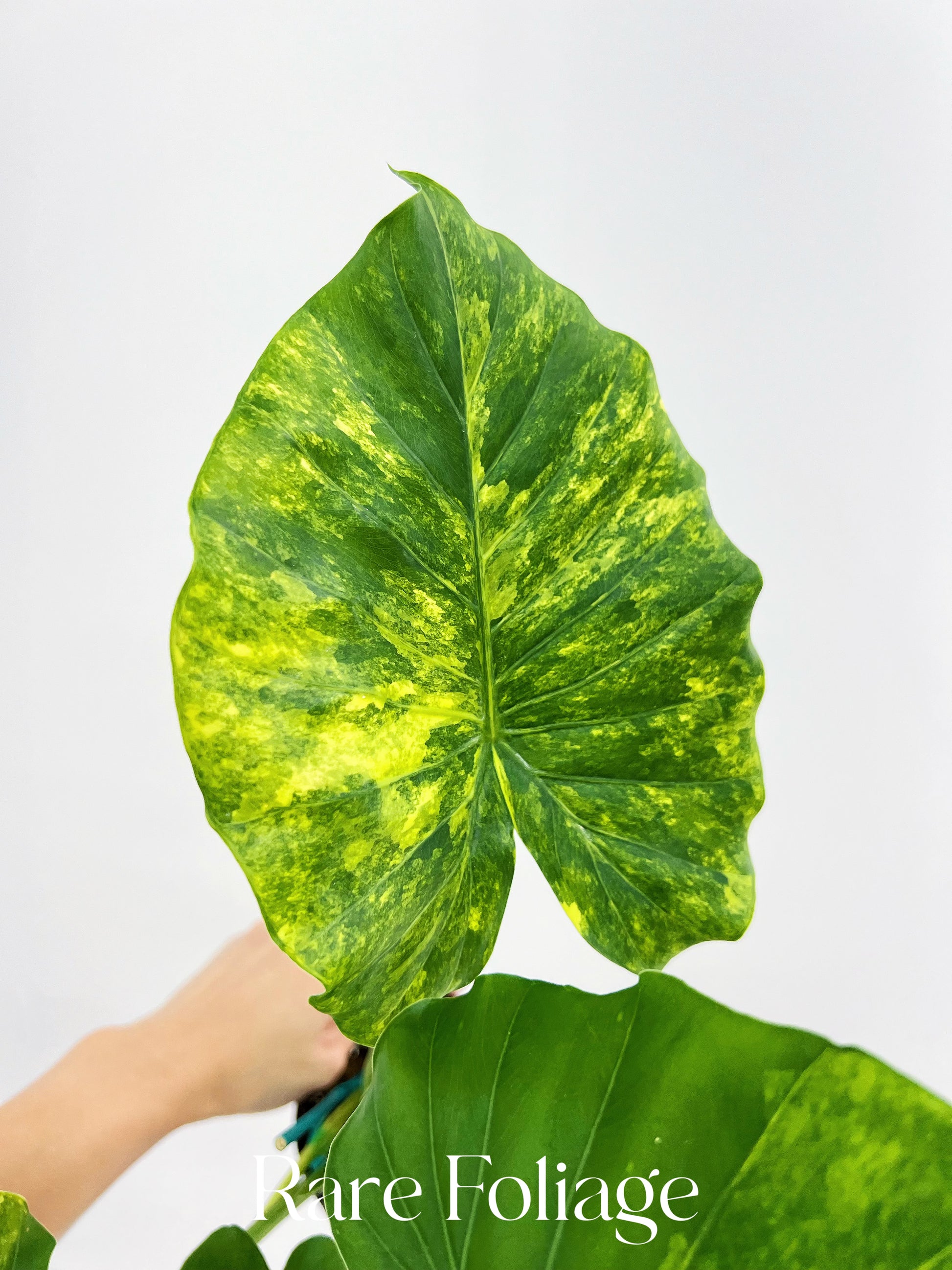 Alocasia Gageana Aurea 4 Alocasia Gageana Aurea 4