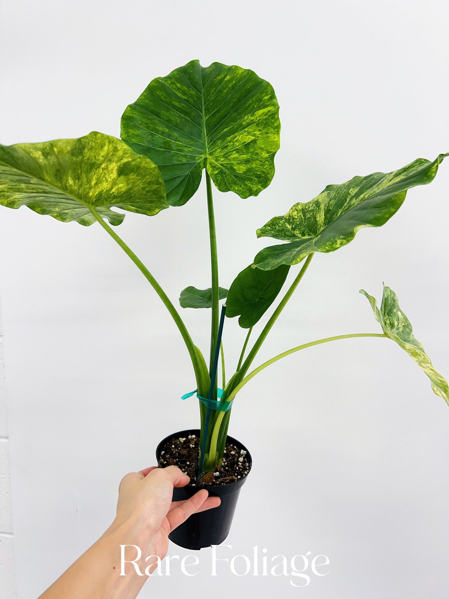 Alocasia Gageana Aurea 4"