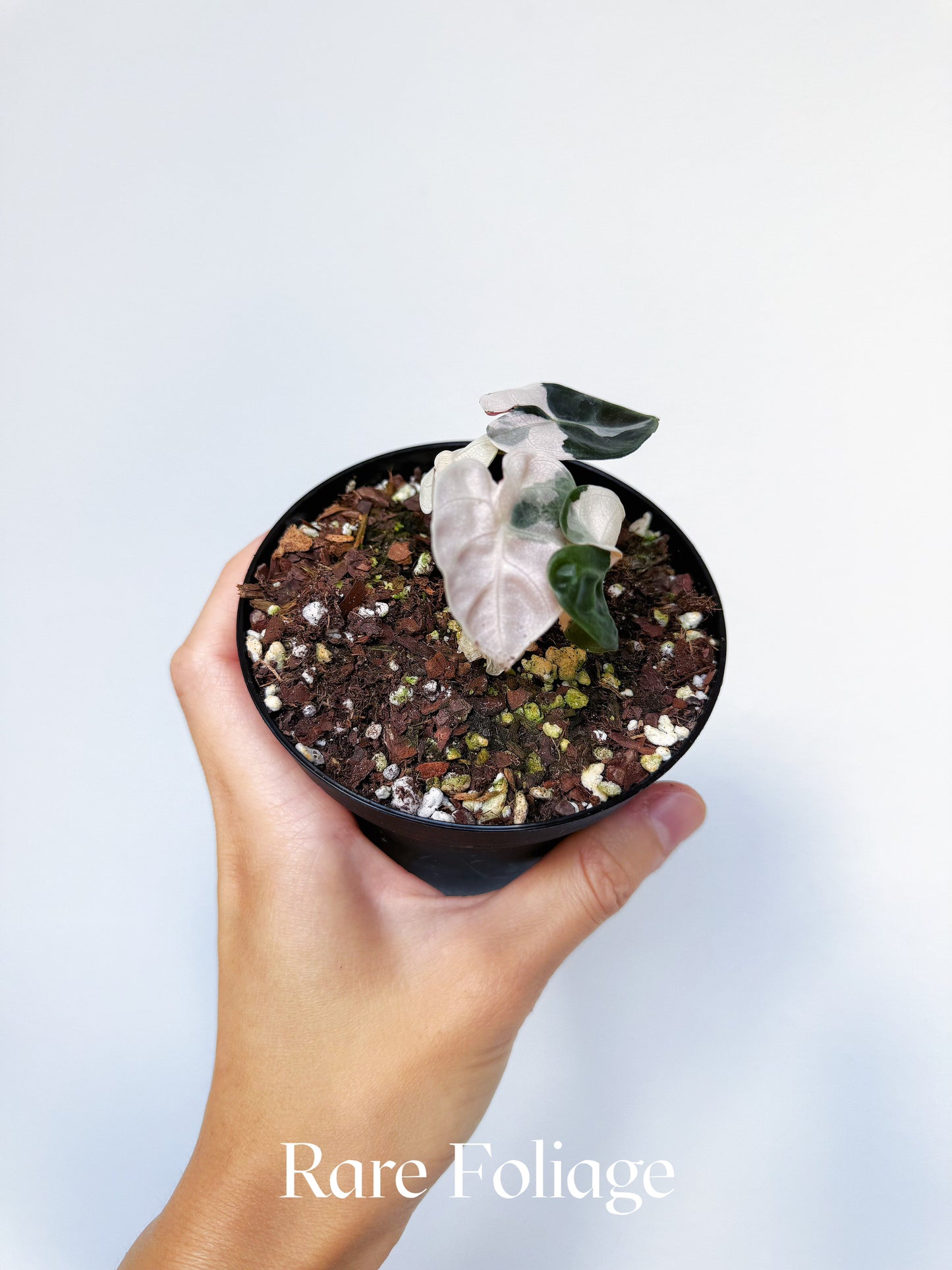 Alocasia Heart Balloon Pink Variegated 4“