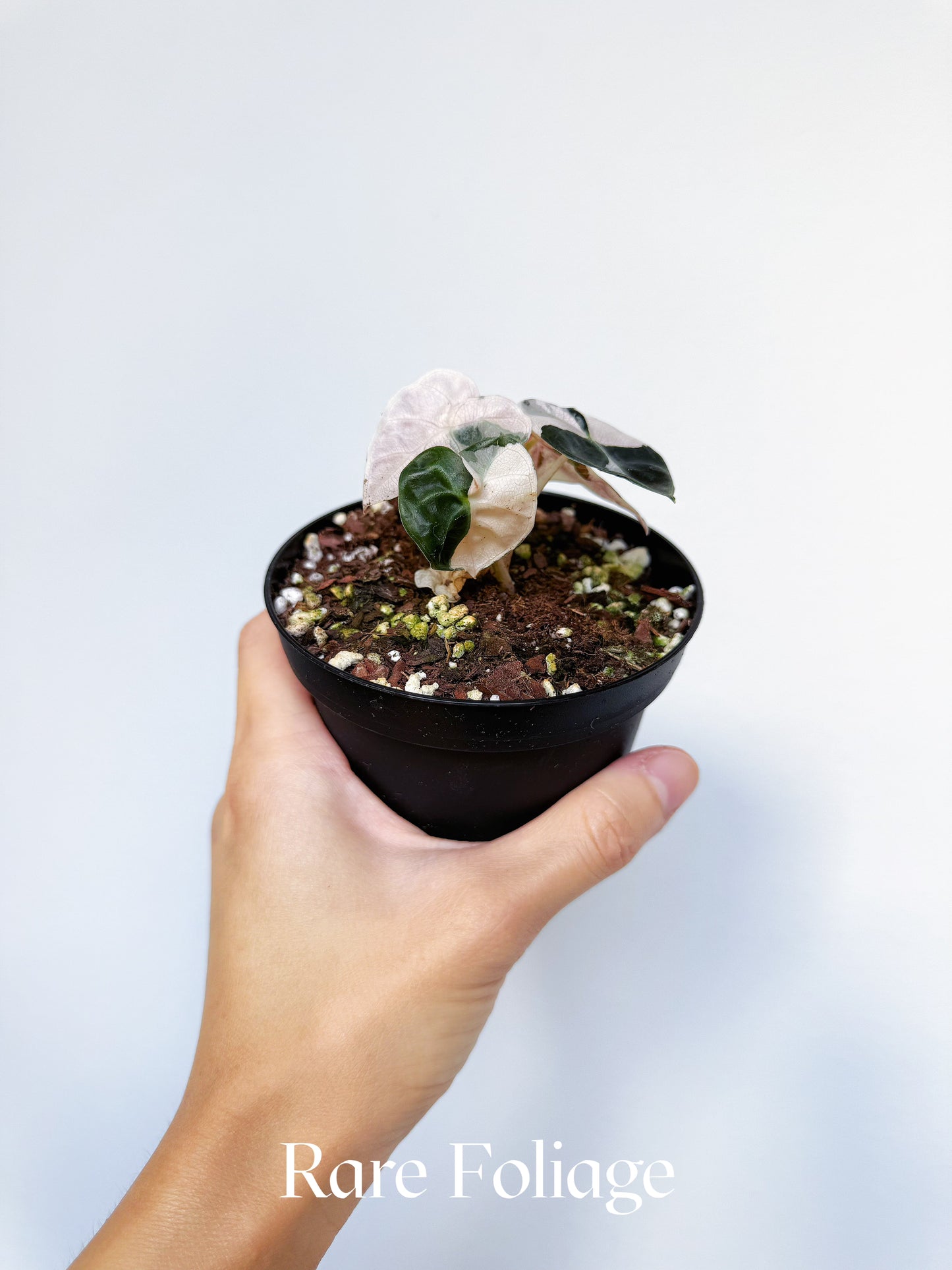 Alocasia Heart Balloon Pink Variegated 4“