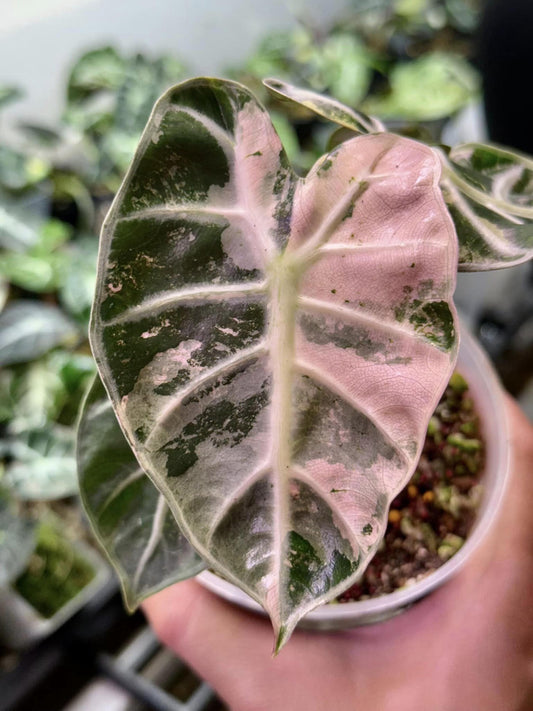 Alocasia Heart Balloon Pink Variegated (Tissue Culture）