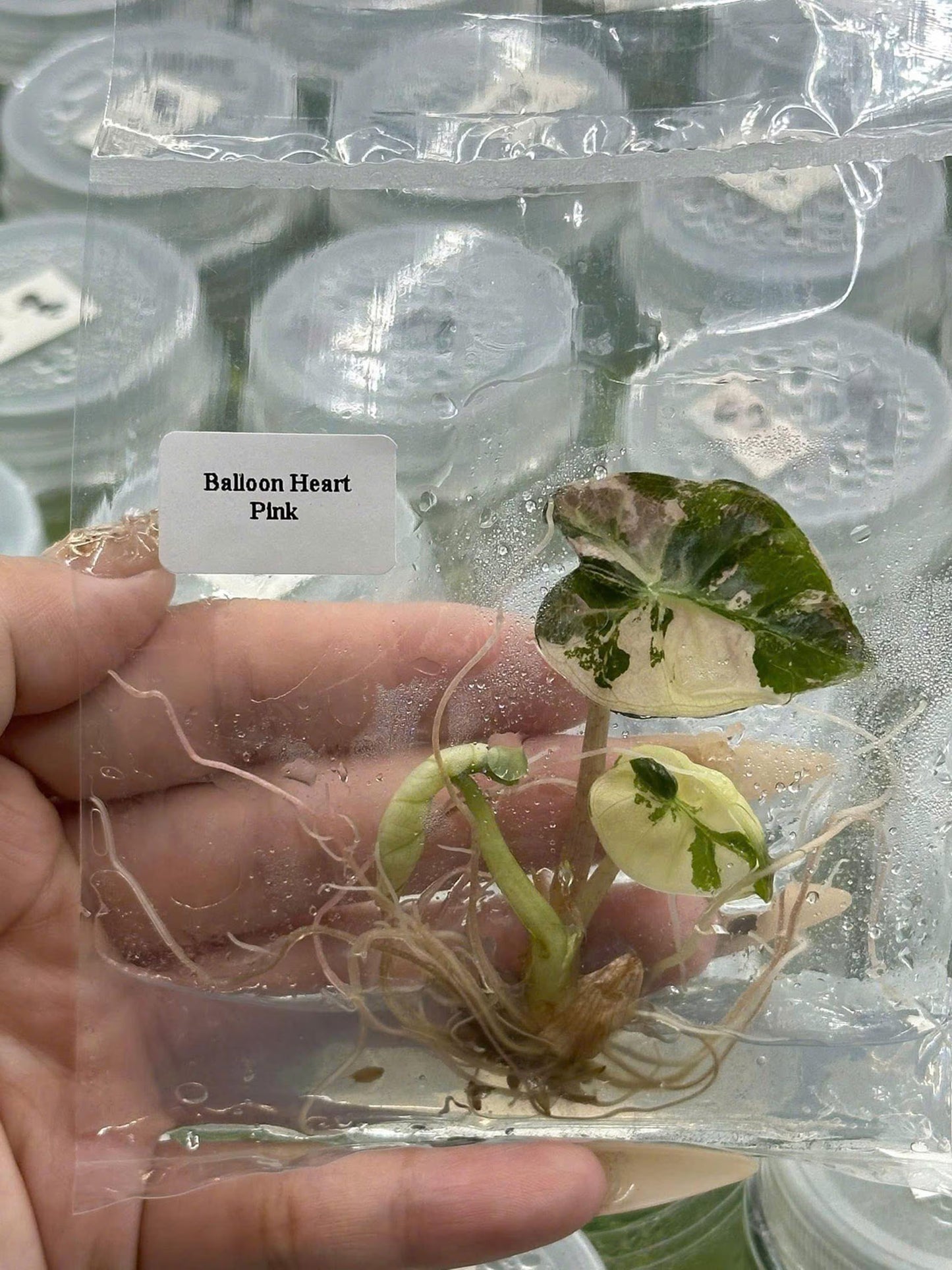 Alocasia Heart Balloon Pink Variegated (Tissue Culture）
