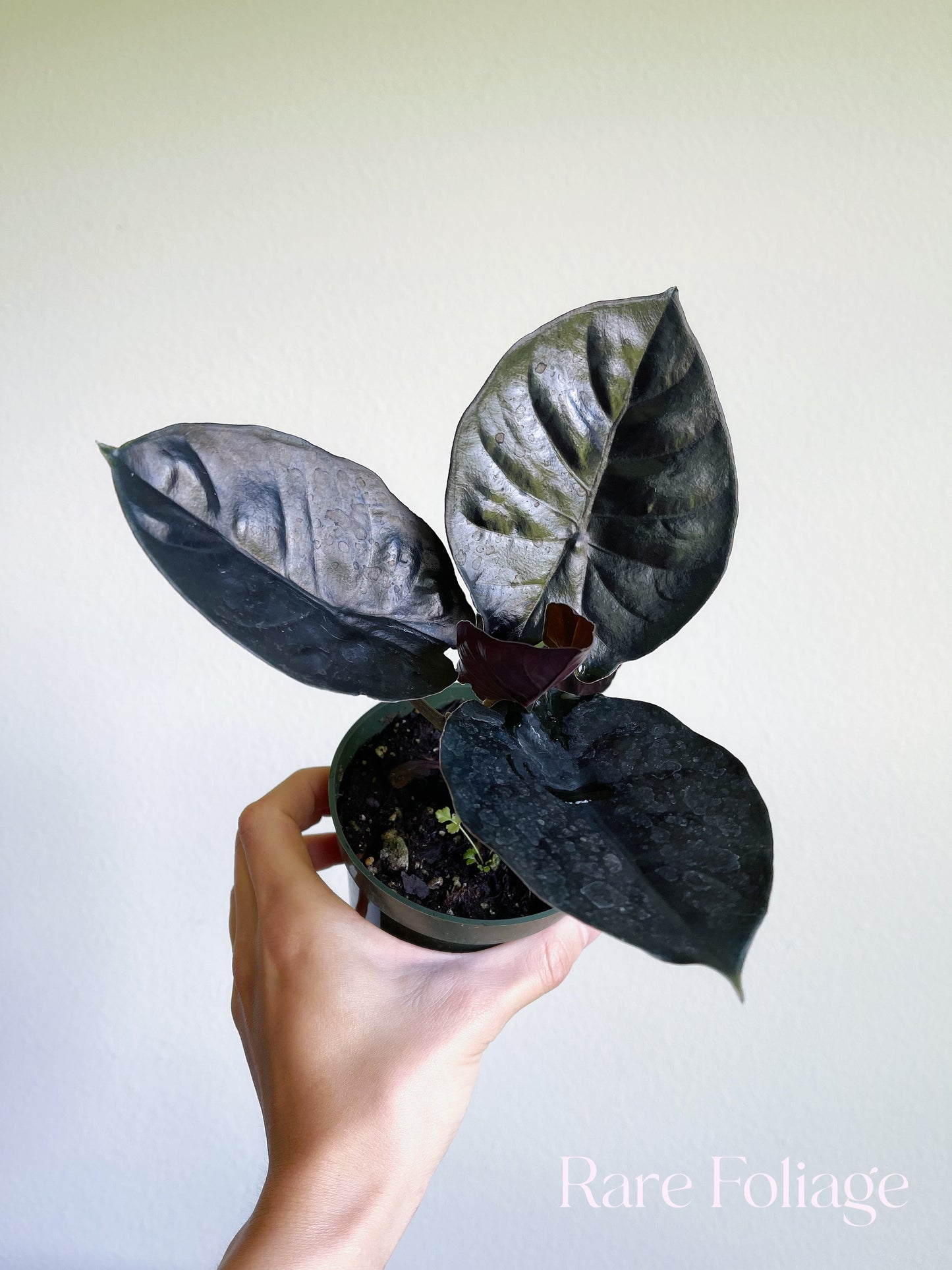 Alocasia Infernalis 4"