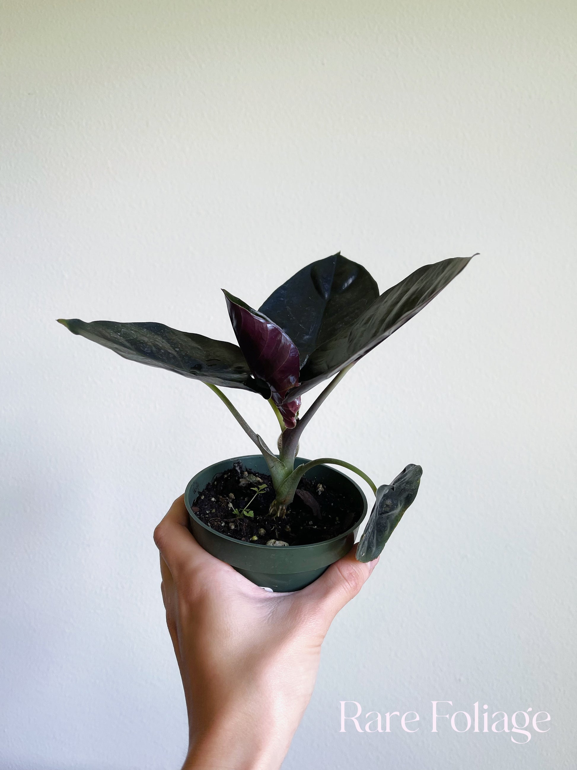 Alocasia Infernalis 4 Alocasia Infernalis 4