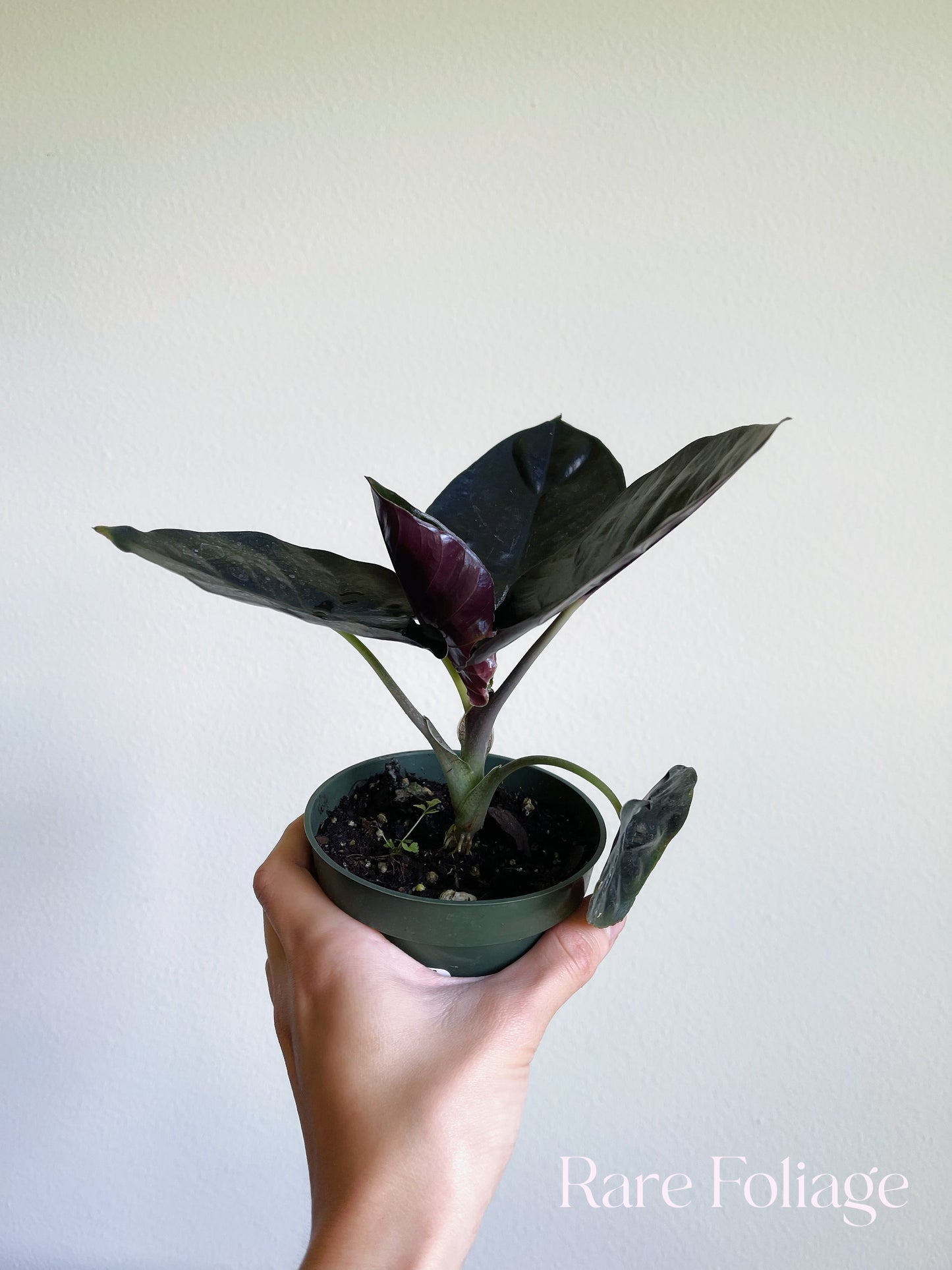 Alocasia Infernalis 4"