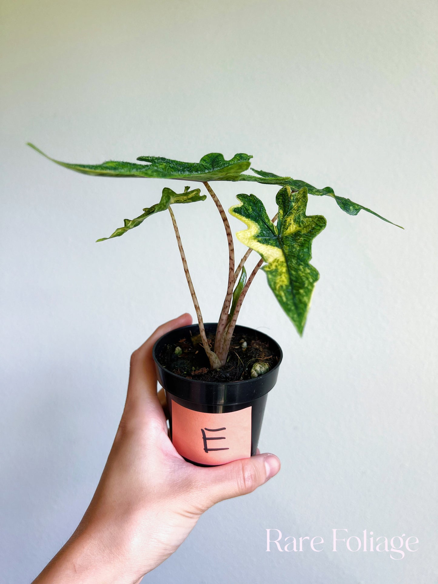 Alocasia Jacklyn Variegated 3”