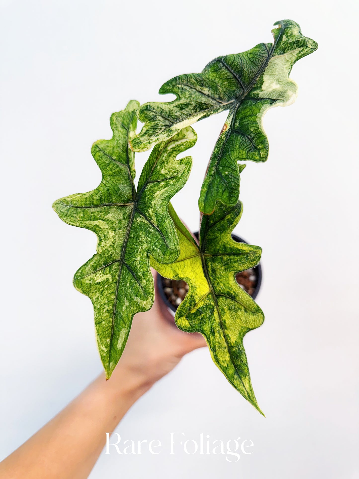 Alocasia Jacklyn Variegated 4” Exact Plant