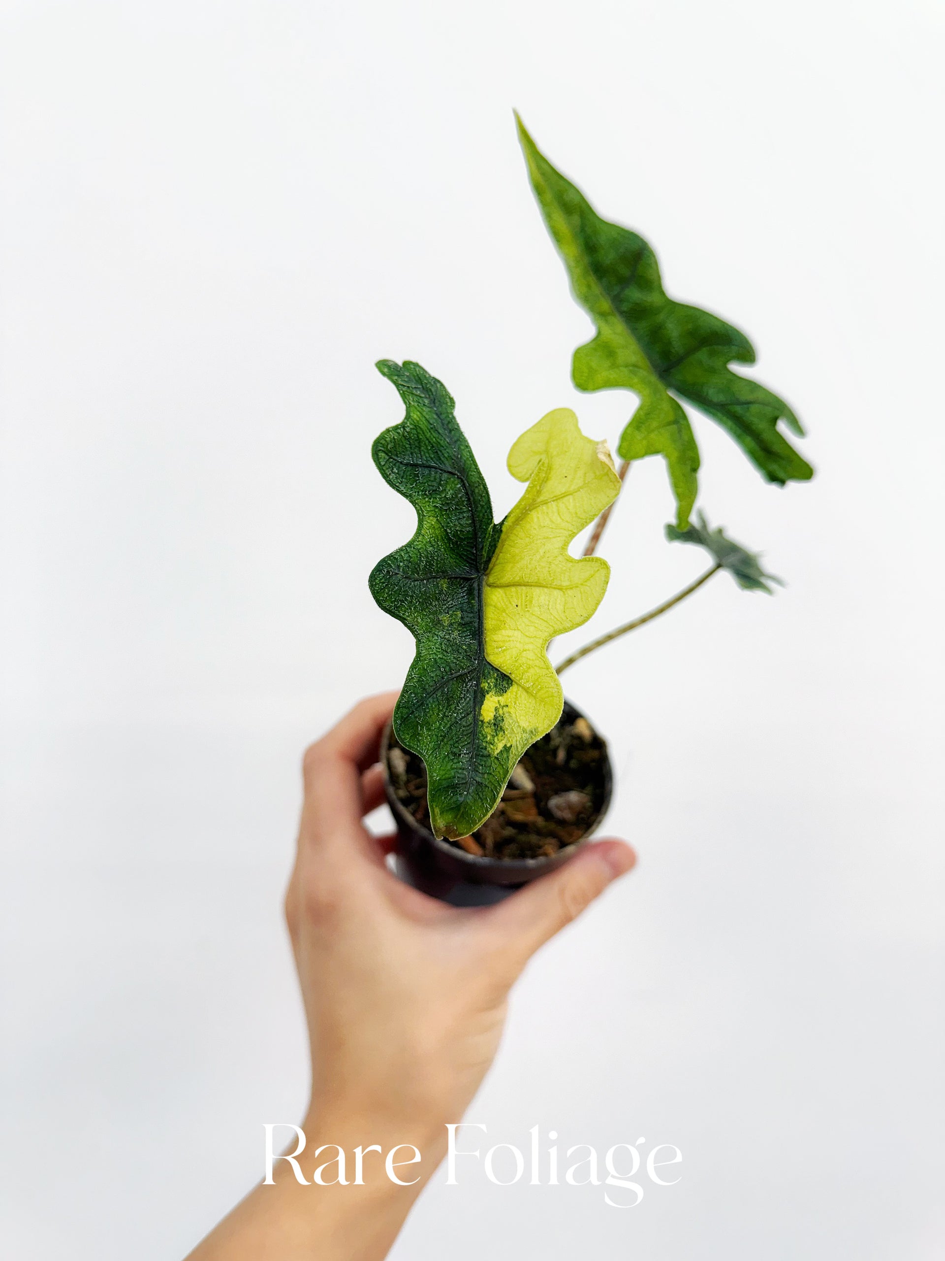 その他観葉植物 Alocasia Jacklyn Variegated Alocasia Jacklyn Variegated 3” – Rare Foliage Plant Co