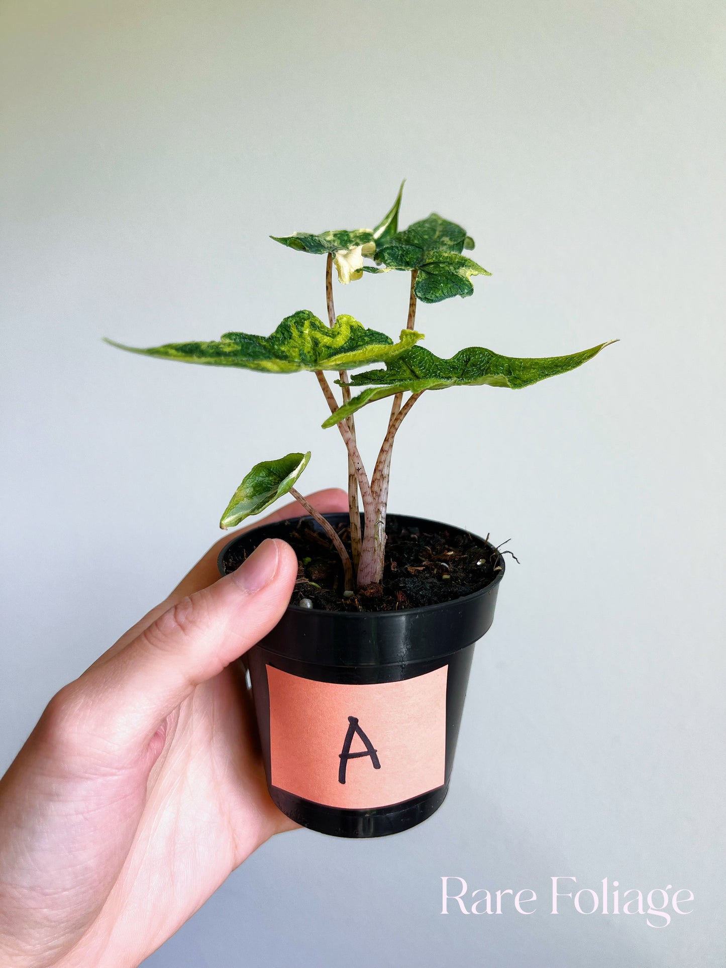 Alocasia Jacklyn Variegated 3”