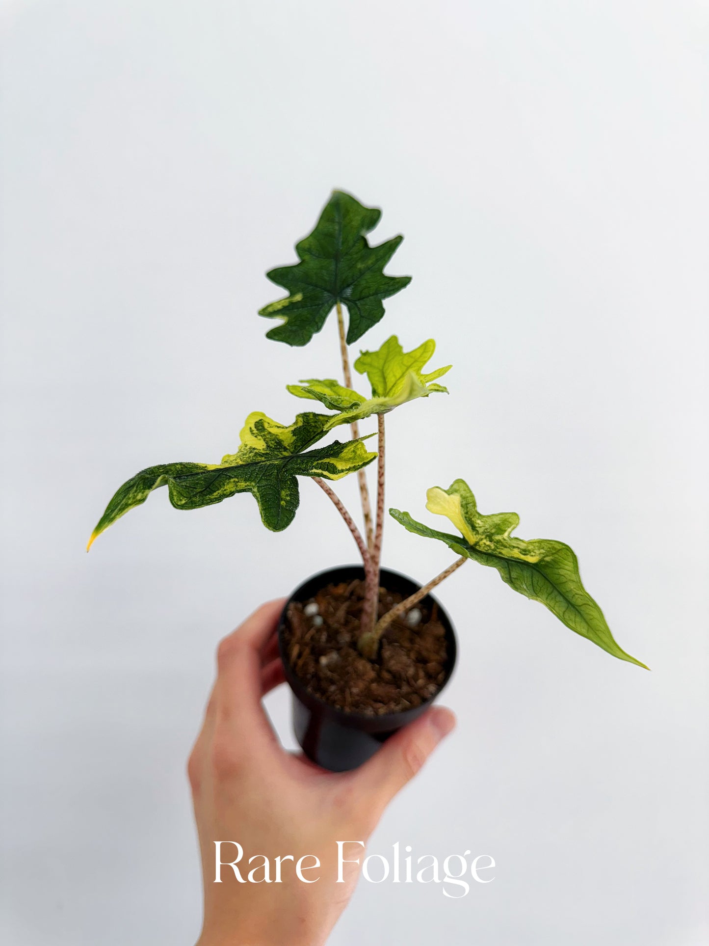 Alocasia Jacklyn Variegated 3”