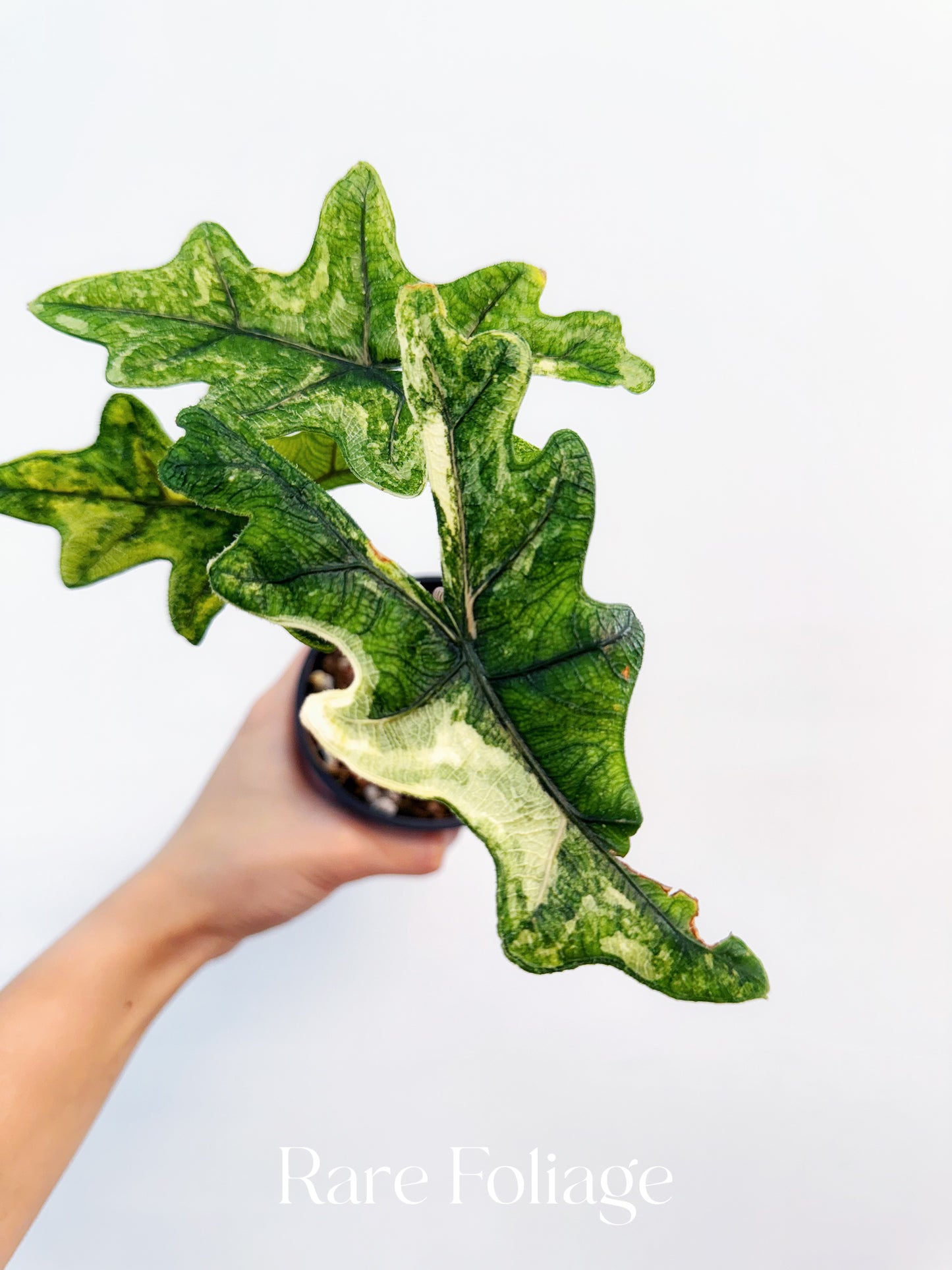 Alocasia Jacklyn Variegated 4” Exact Plant