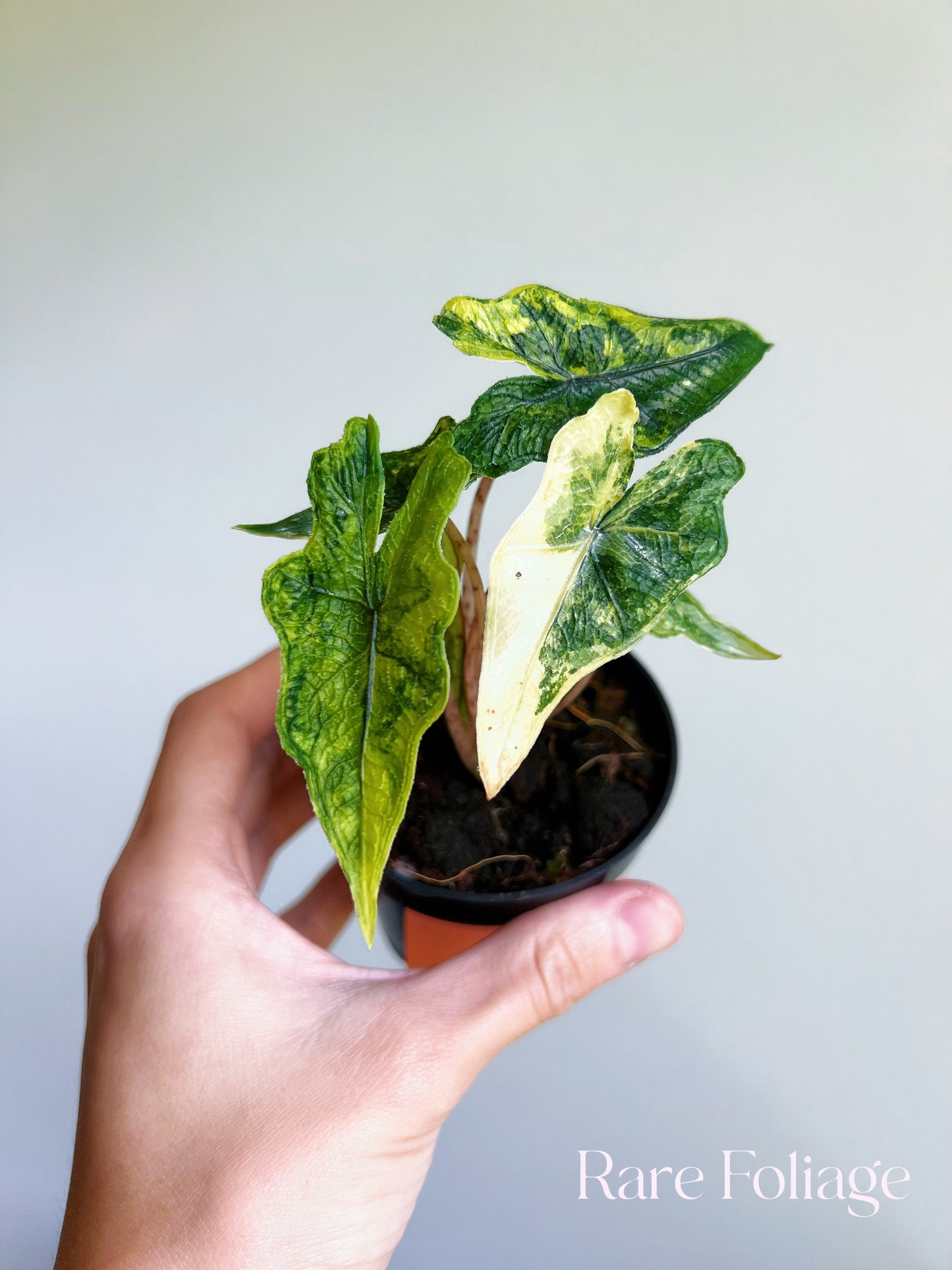 Alocasia Jacklyn Variegated 3”