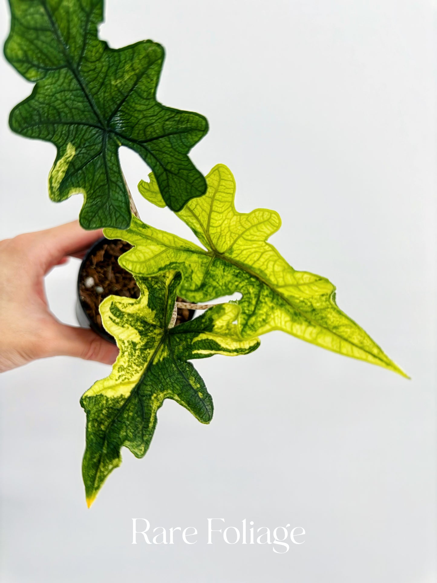 Alocasia Jacklyn Variegated 3”