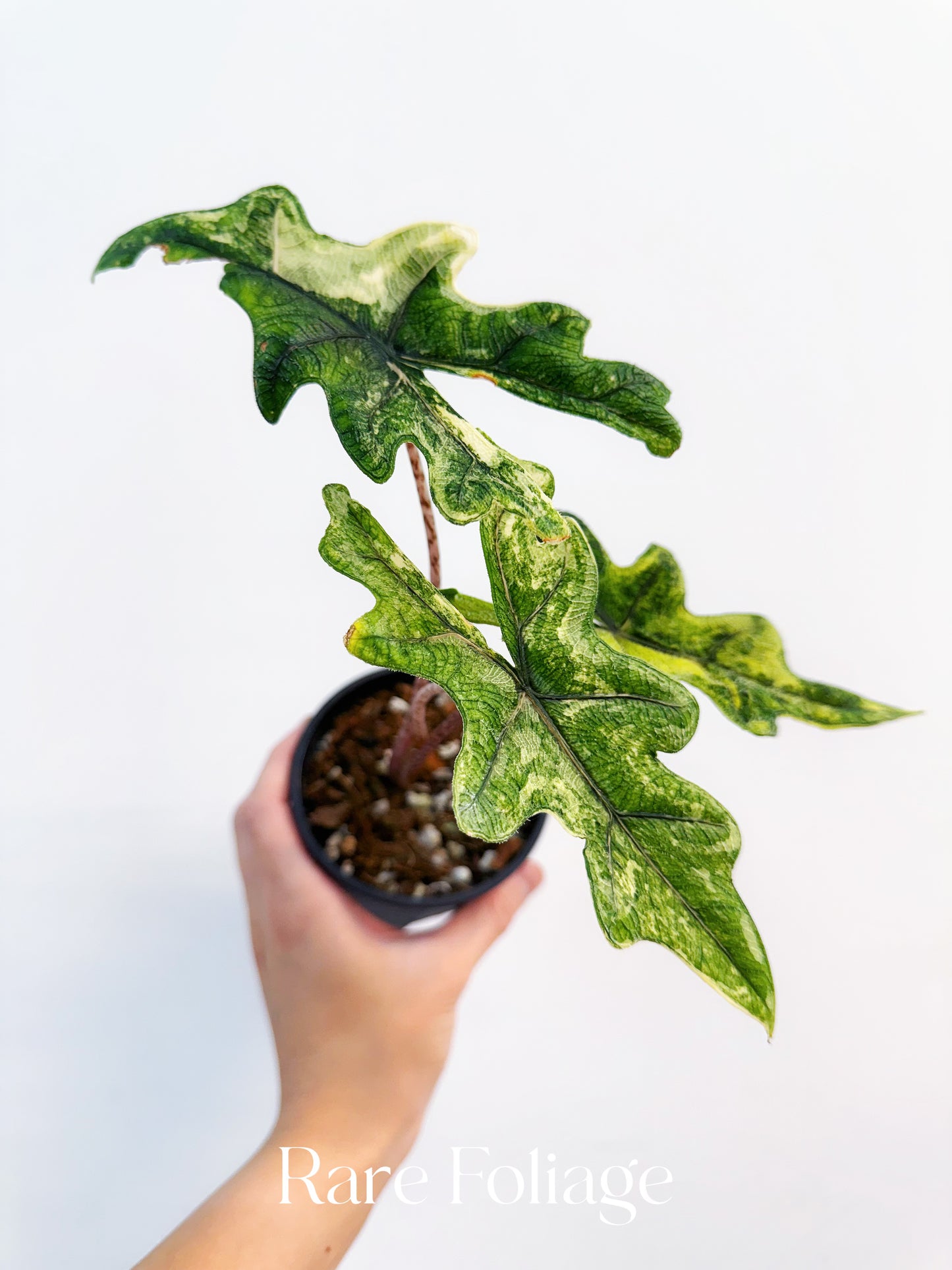 Alocasia Jacklyn Variegated 4” Exact Plant