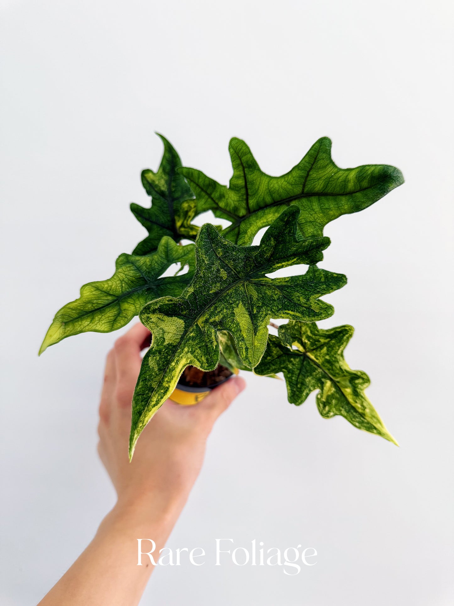 Alocasia Jacklyn Variegated 3”