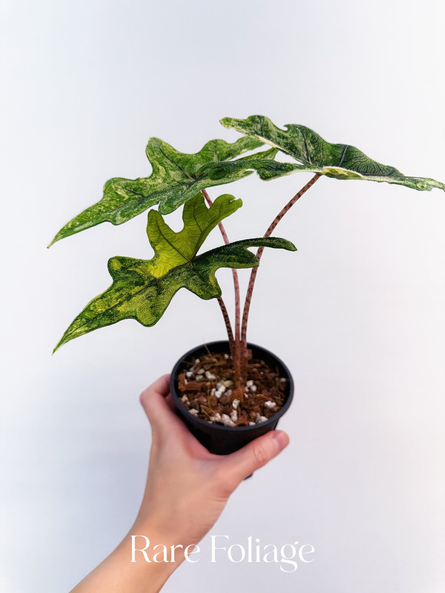 Alocasia Jacklyn Variegated 4” Exact Plant