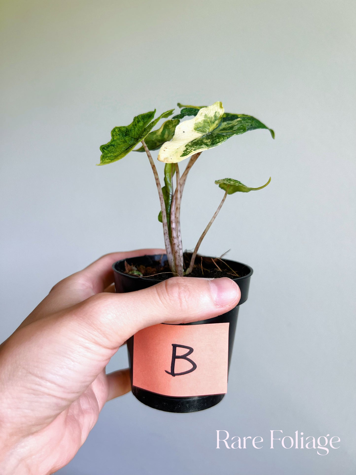 Alocasia Jacklyn Variegated 3”