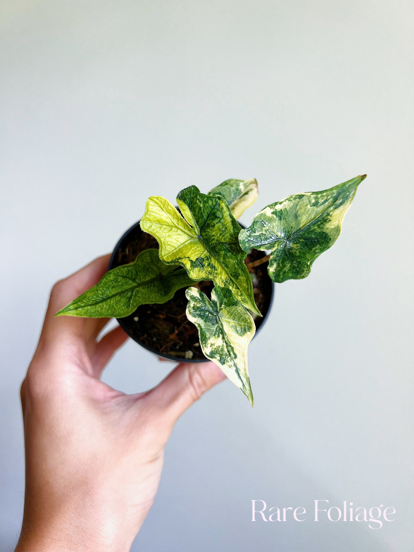 Alocasia Jacklyn Variegated 3”