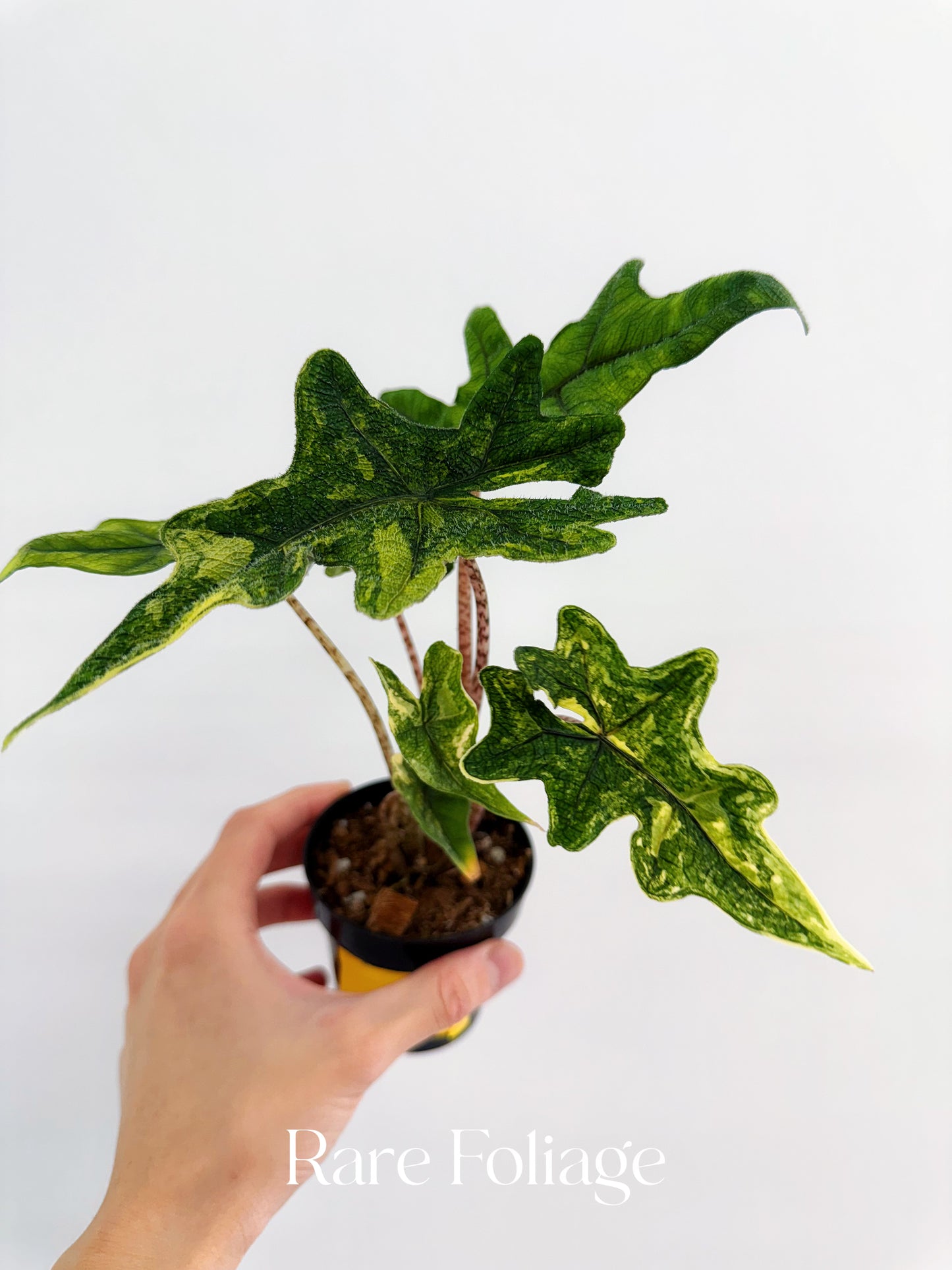 Alocasia Jacklyn Variegated 3”