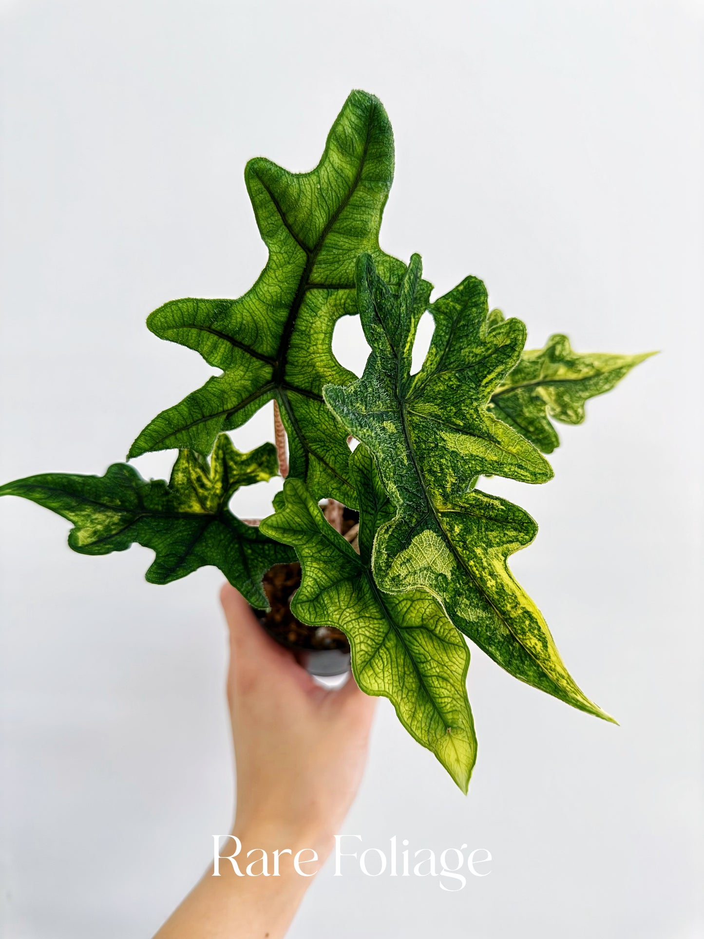 Alocasia Jacklyn Variegated 3”