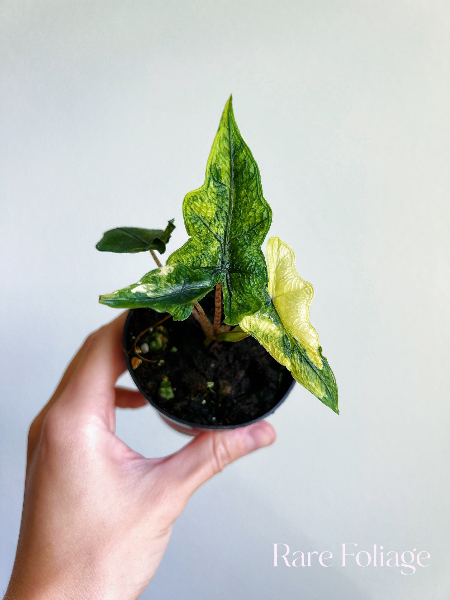 Alocasia Jacklyn Variegated 3”