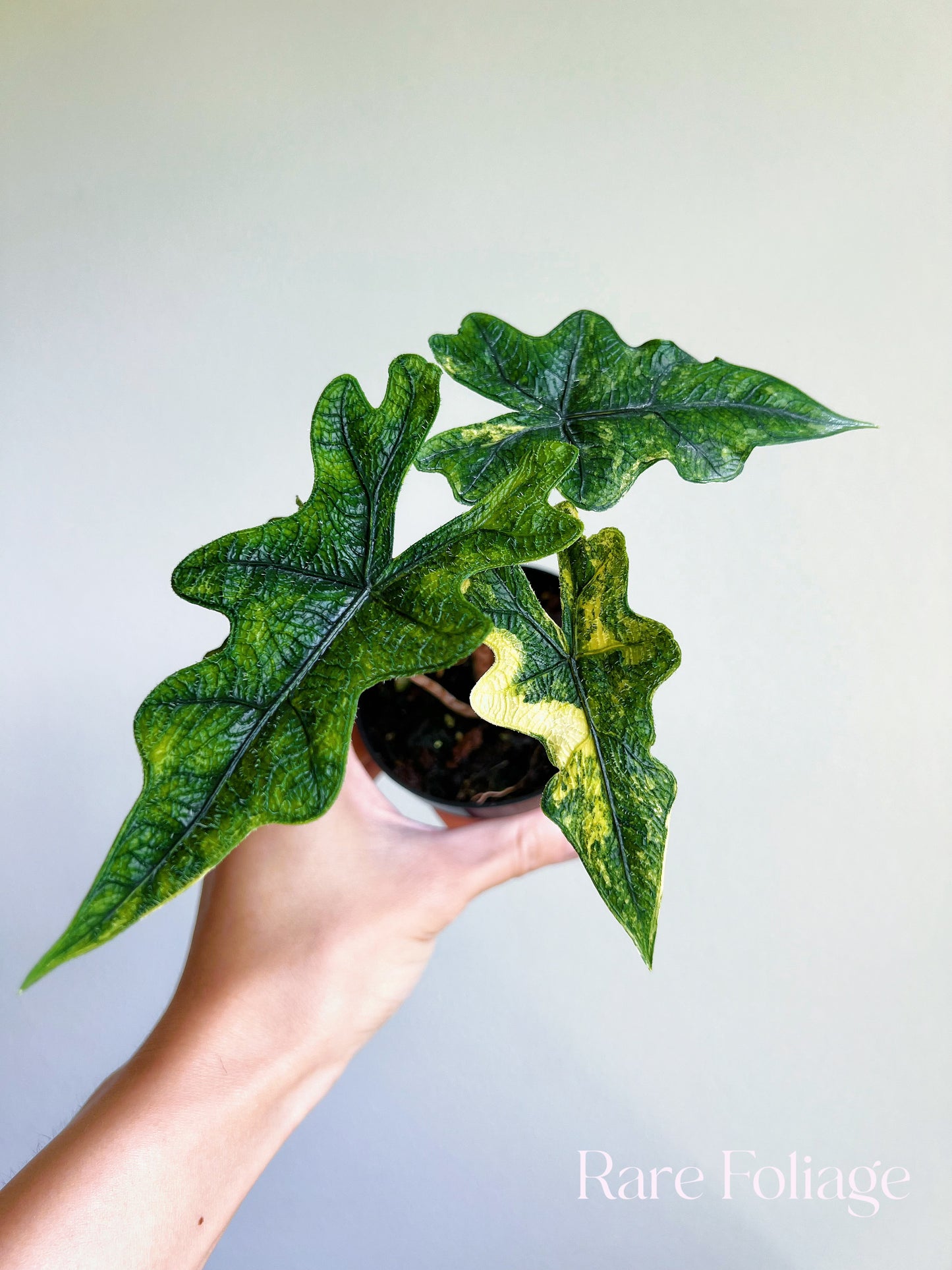 Alocasia Jacklyn Variegated 3”