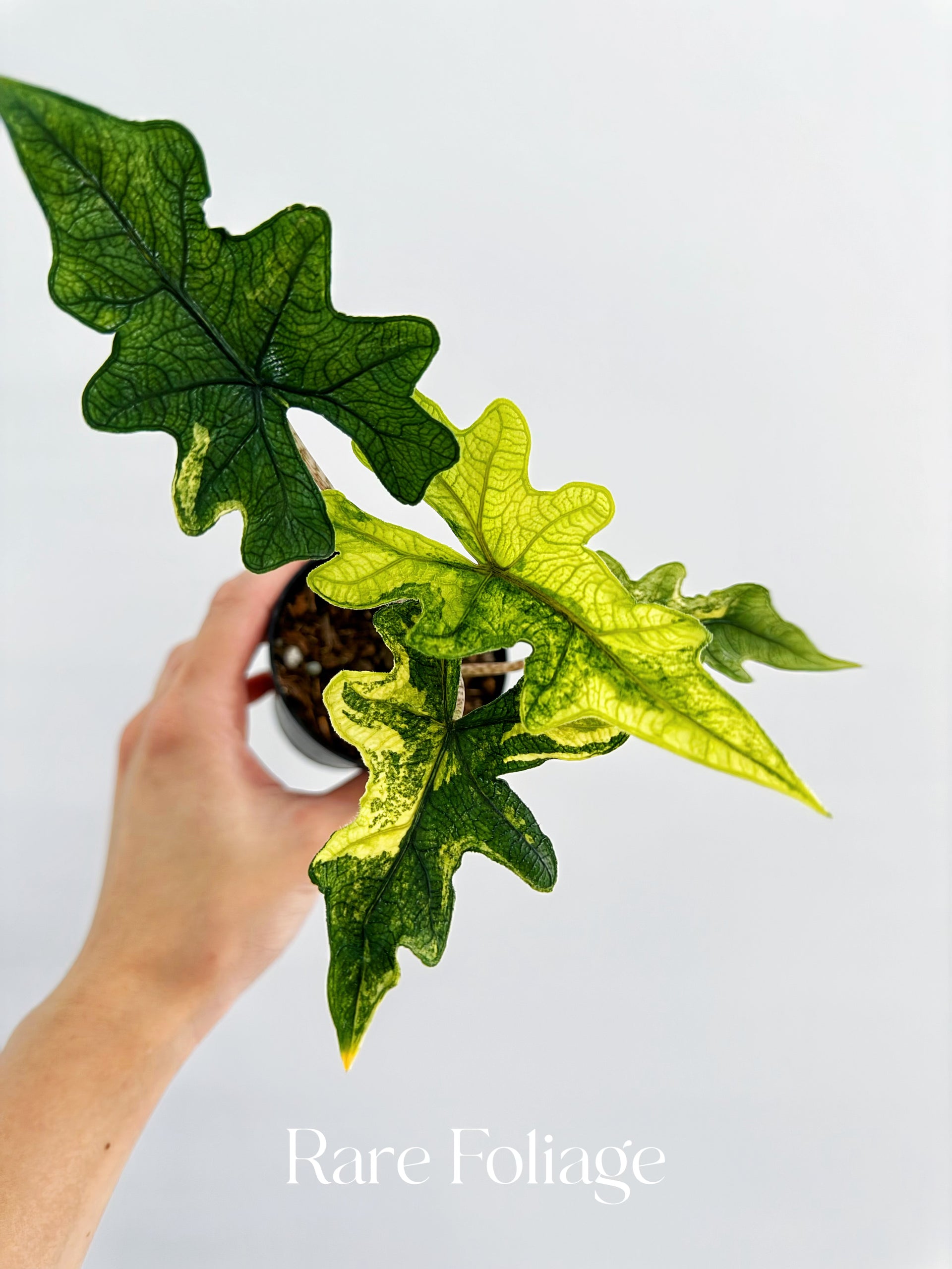 jacklyn variegata Alocasia Jacklyn Variegated 3”