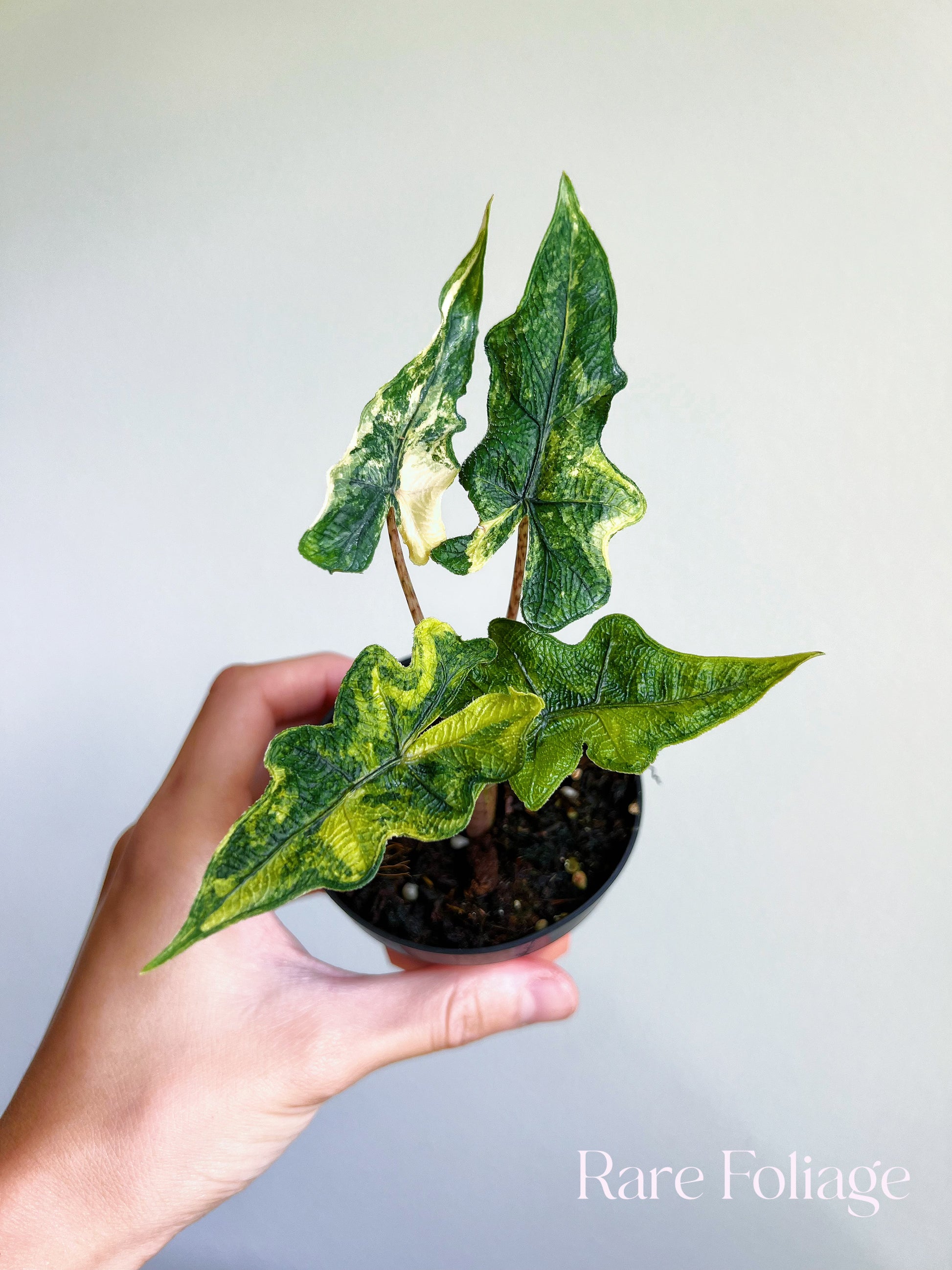 Alocasia Jacklyn Variegated 3” – Rare Foliage Plant Co Alocasia Jacklyn Variegated 3” – Rare Foliage Plant Co
