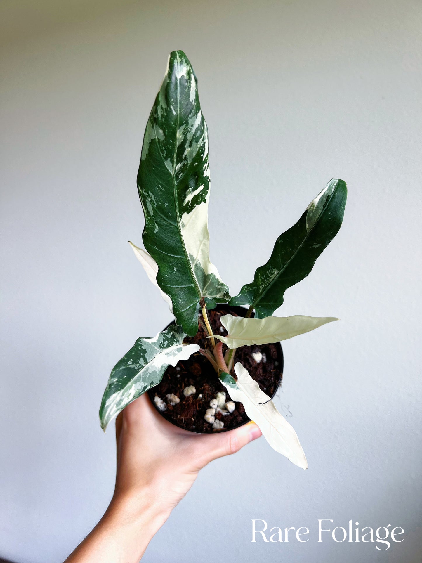 Alocasia Lauterbachiana Albo Variegated 4"