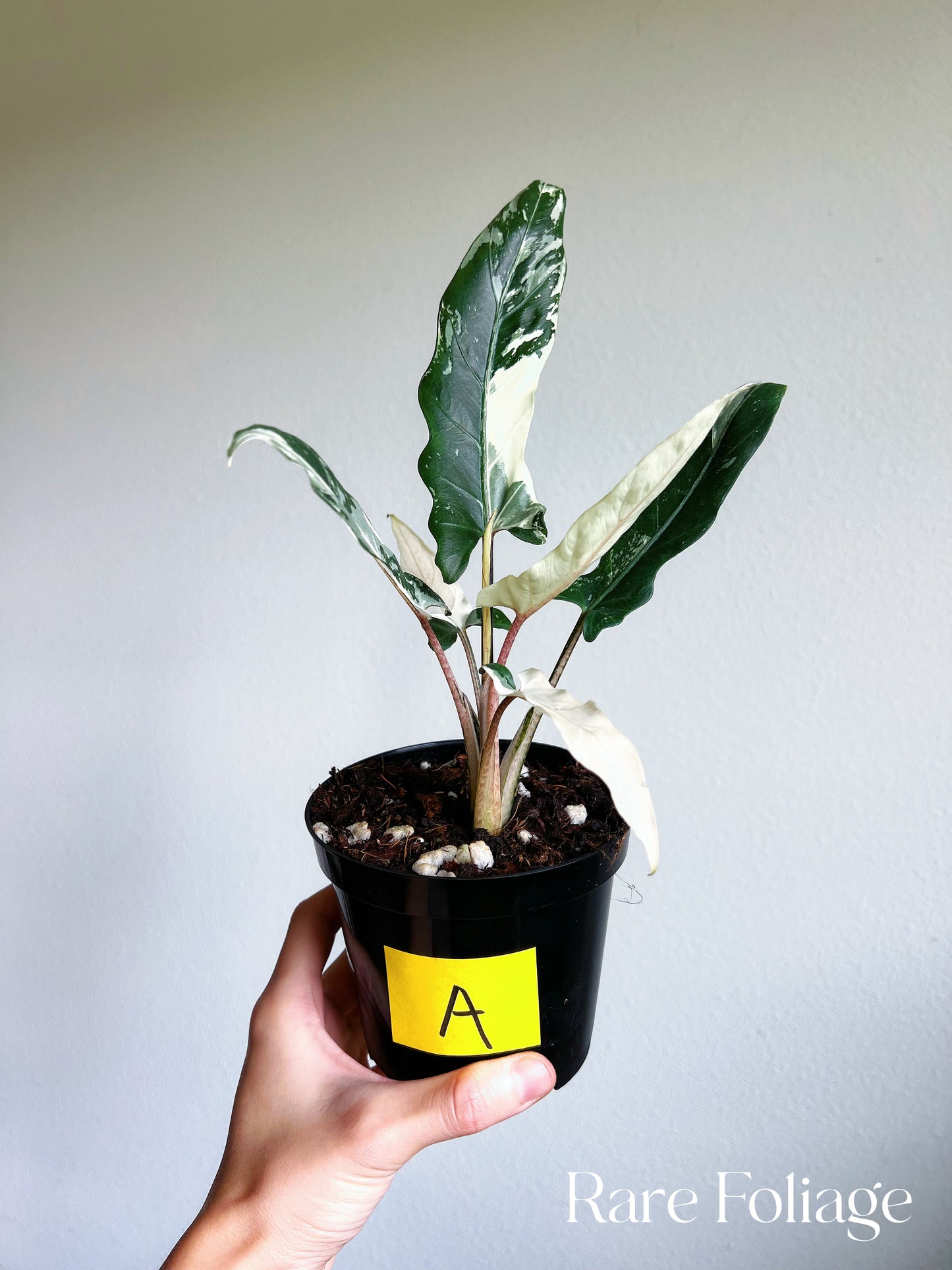 Alocasia Lauterbachiana Albo Variegated 4"