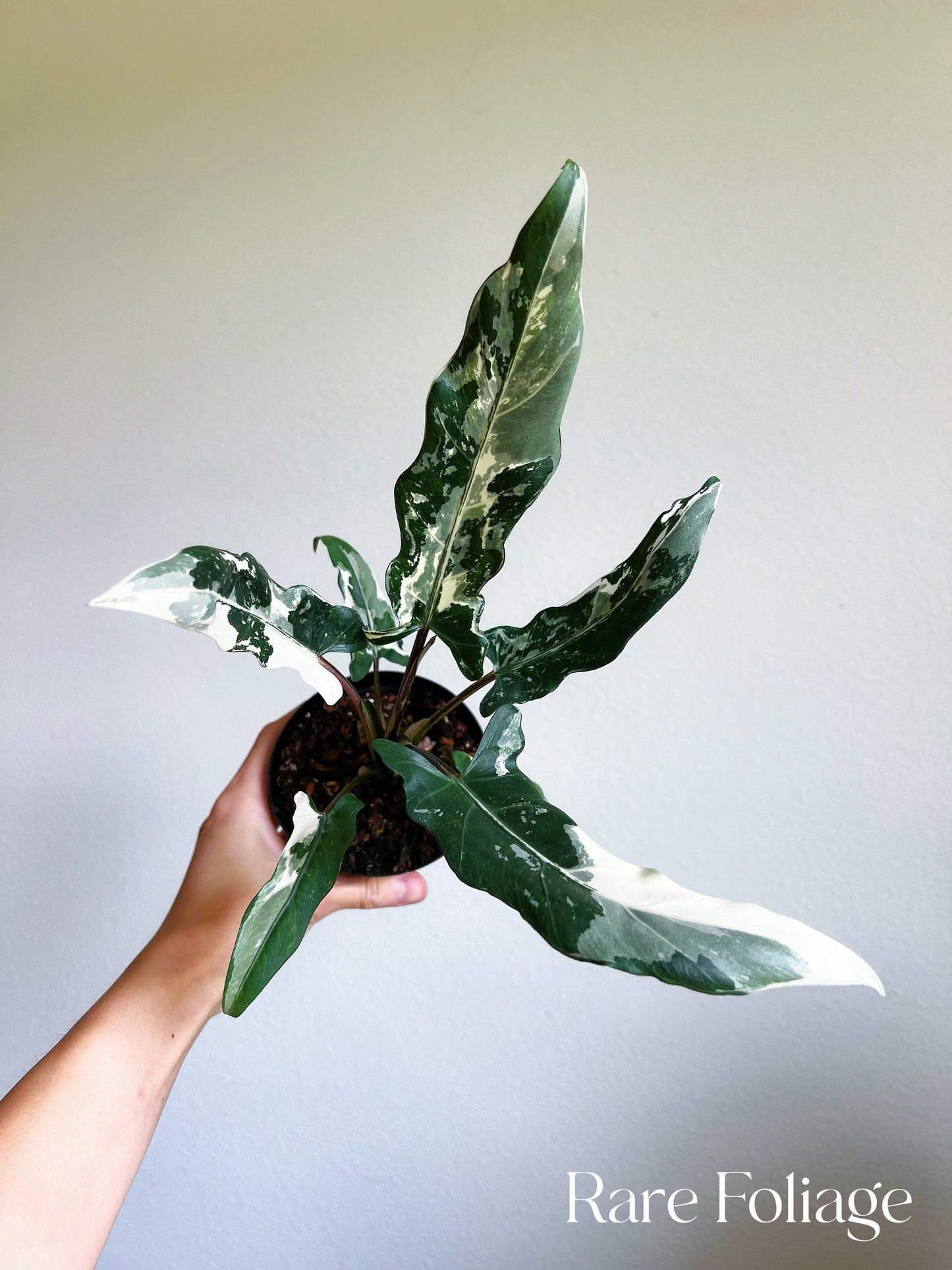 Alocasia Lauterbachiana Albo Variegated 4"