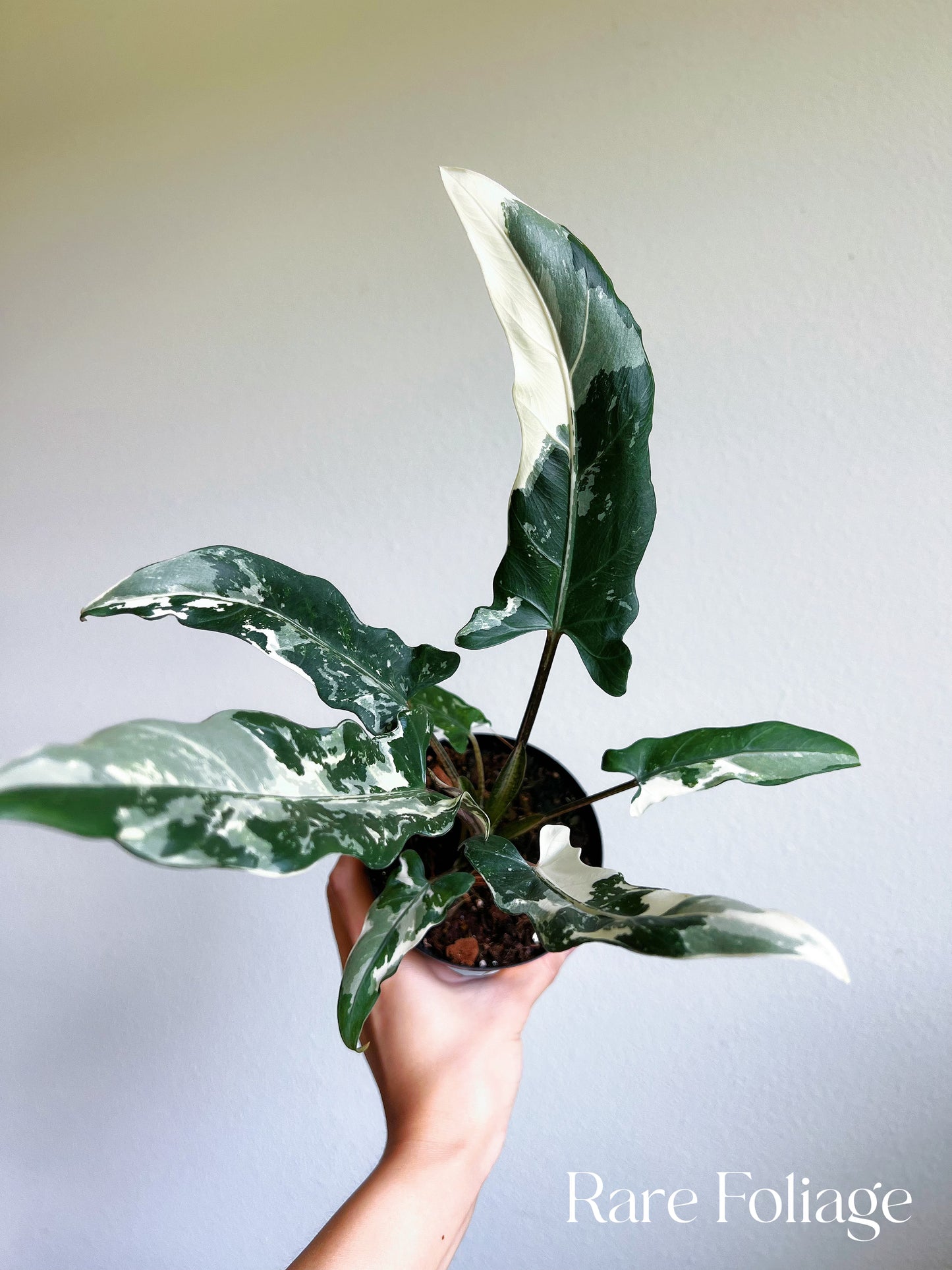 Alocasia Lauterbachiana Albo Variegated 4"